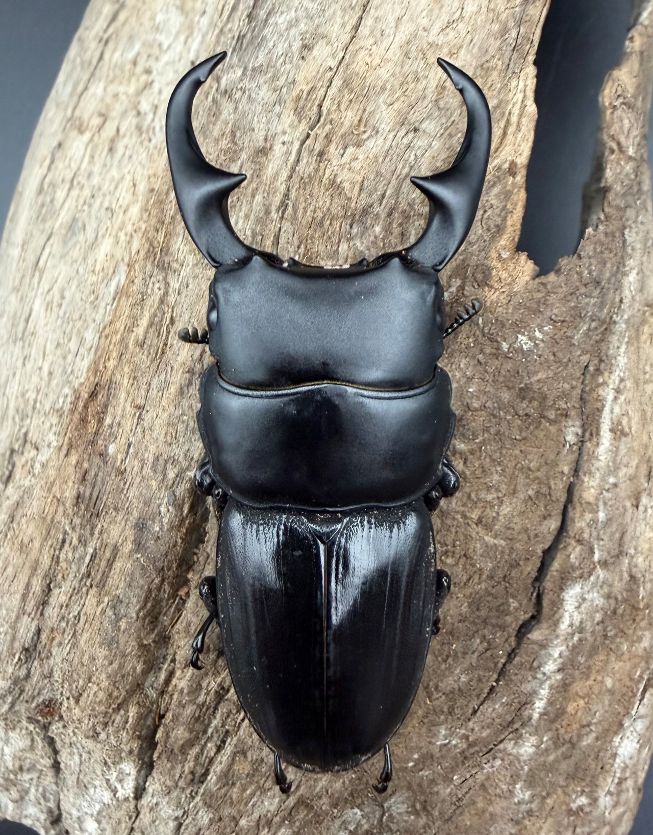 【WD】《スマトラパリーオオクワ アチェ産 64mm ペア》