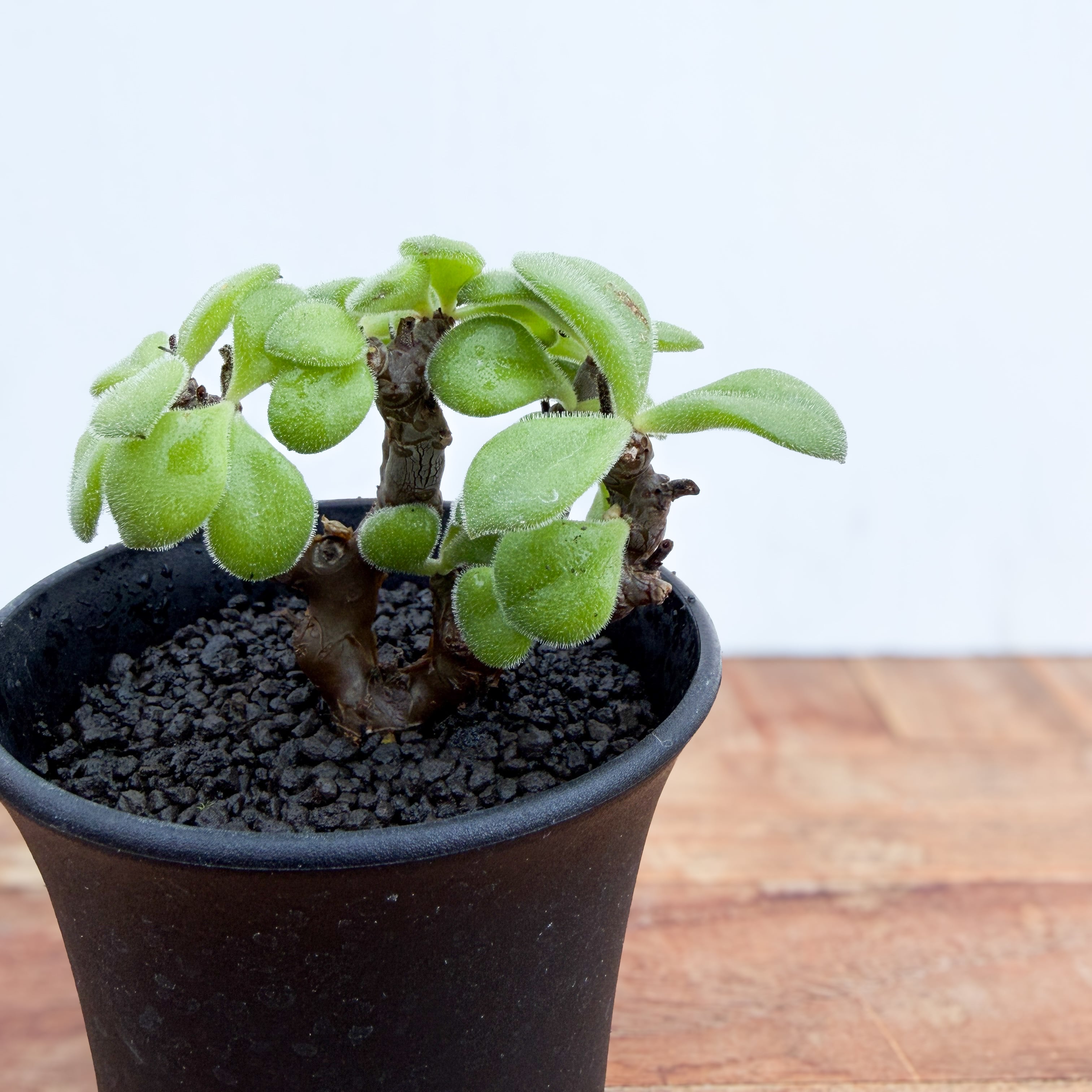 でっぷり多頭！　レウコスリクス　チレコドン　多肉植物　塊根植物　実生 Tylecodon leucothrix【チレコドン・レウコスリクス】 | RIMO'S GREEN