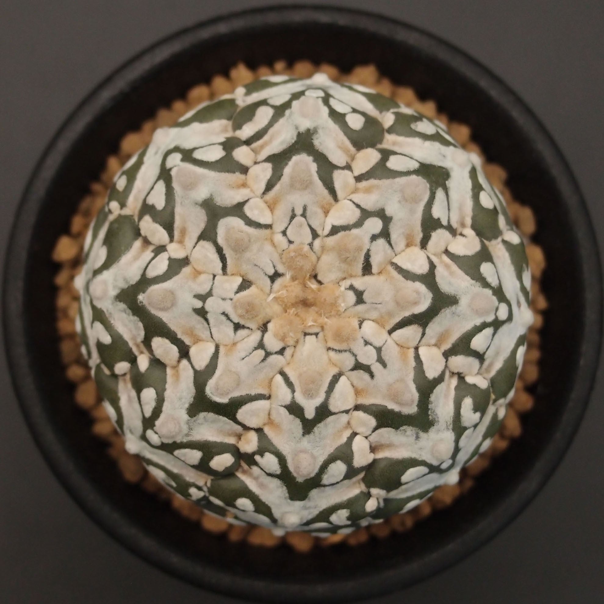 V-type兜 | 万緑 BAN RYOKU