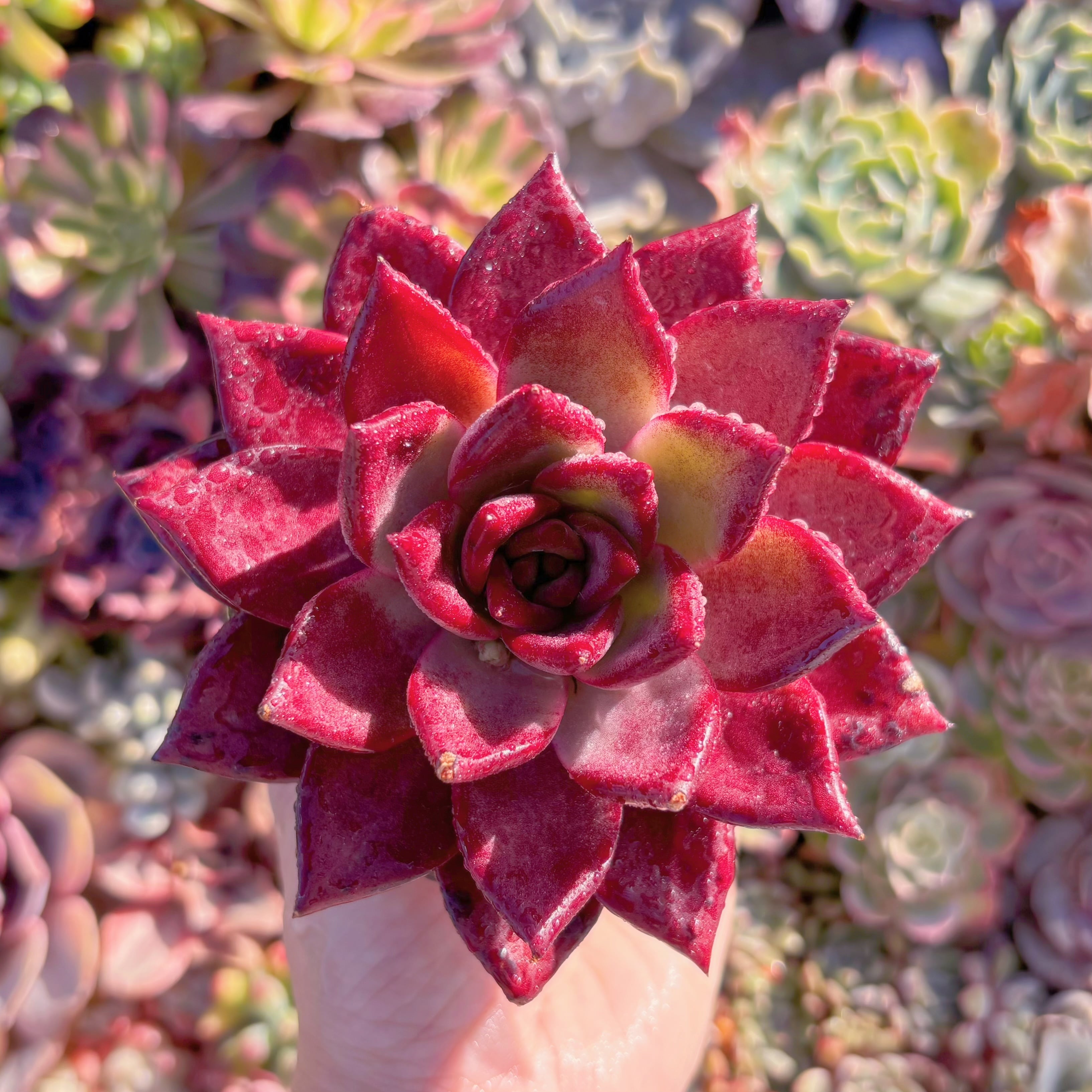 現品　ロメオルビン#M211　超美苗　るる農園