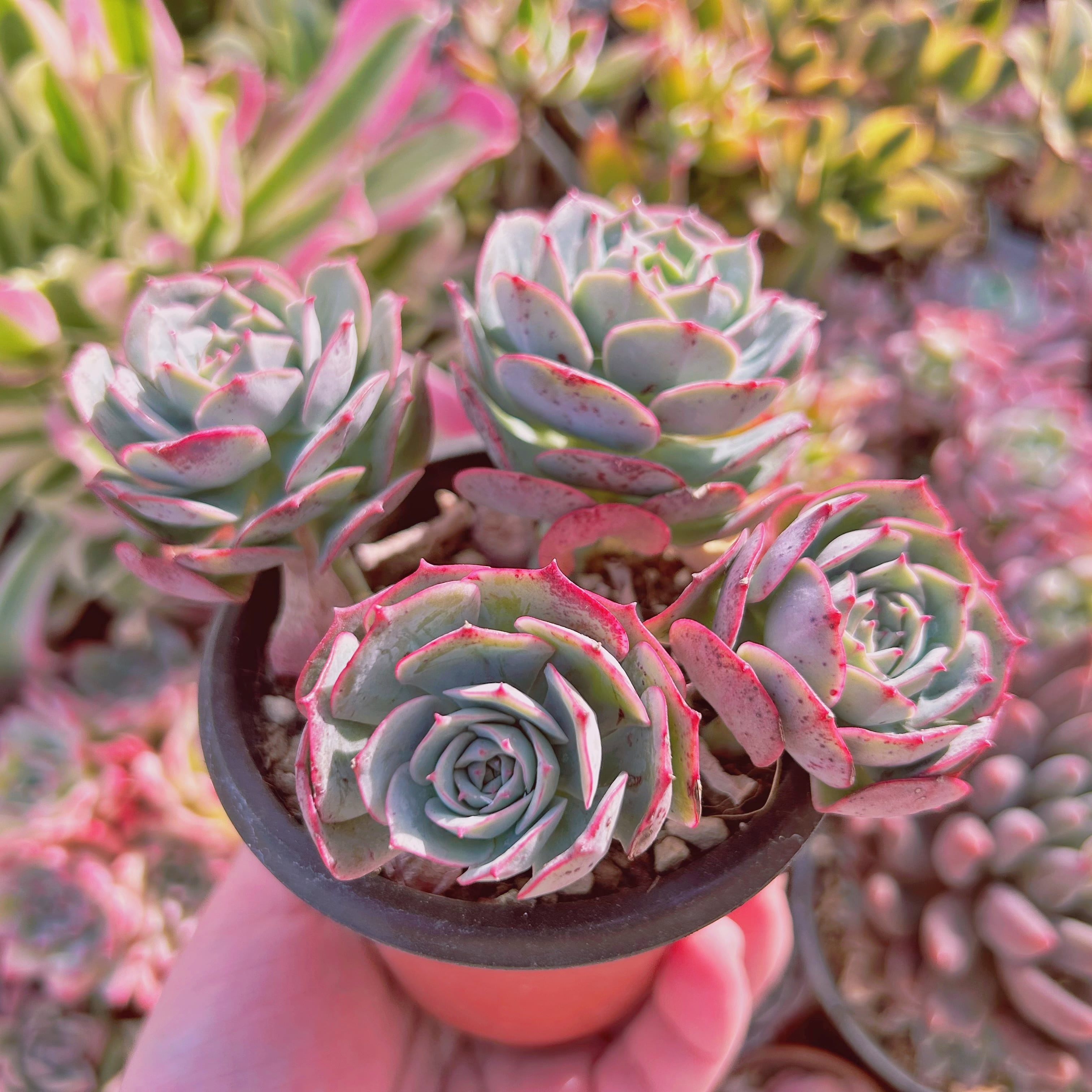 現物 多肉植物 Echeveria イタリアローズ | PAY ID
