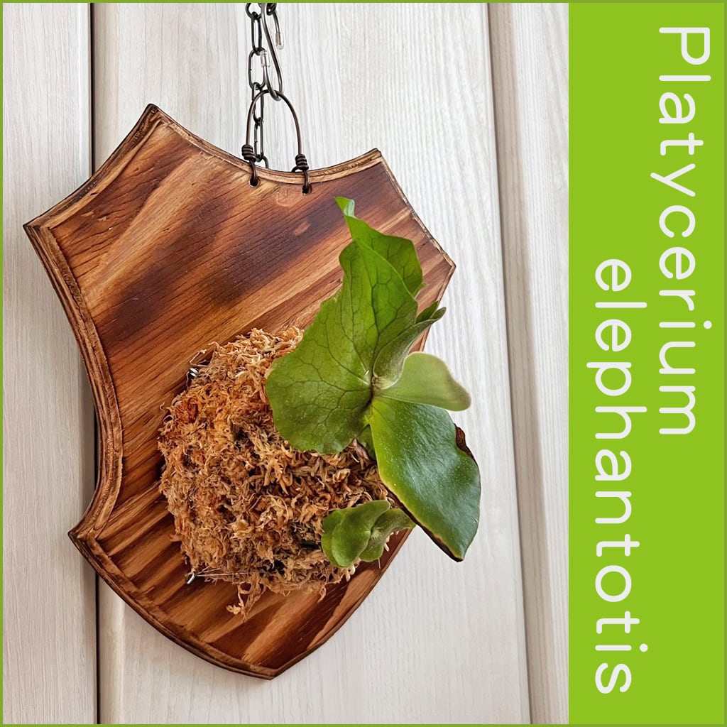 ビカクシダ マダガスカリエンセ 板付 【観葉植物 室内 コウモリ