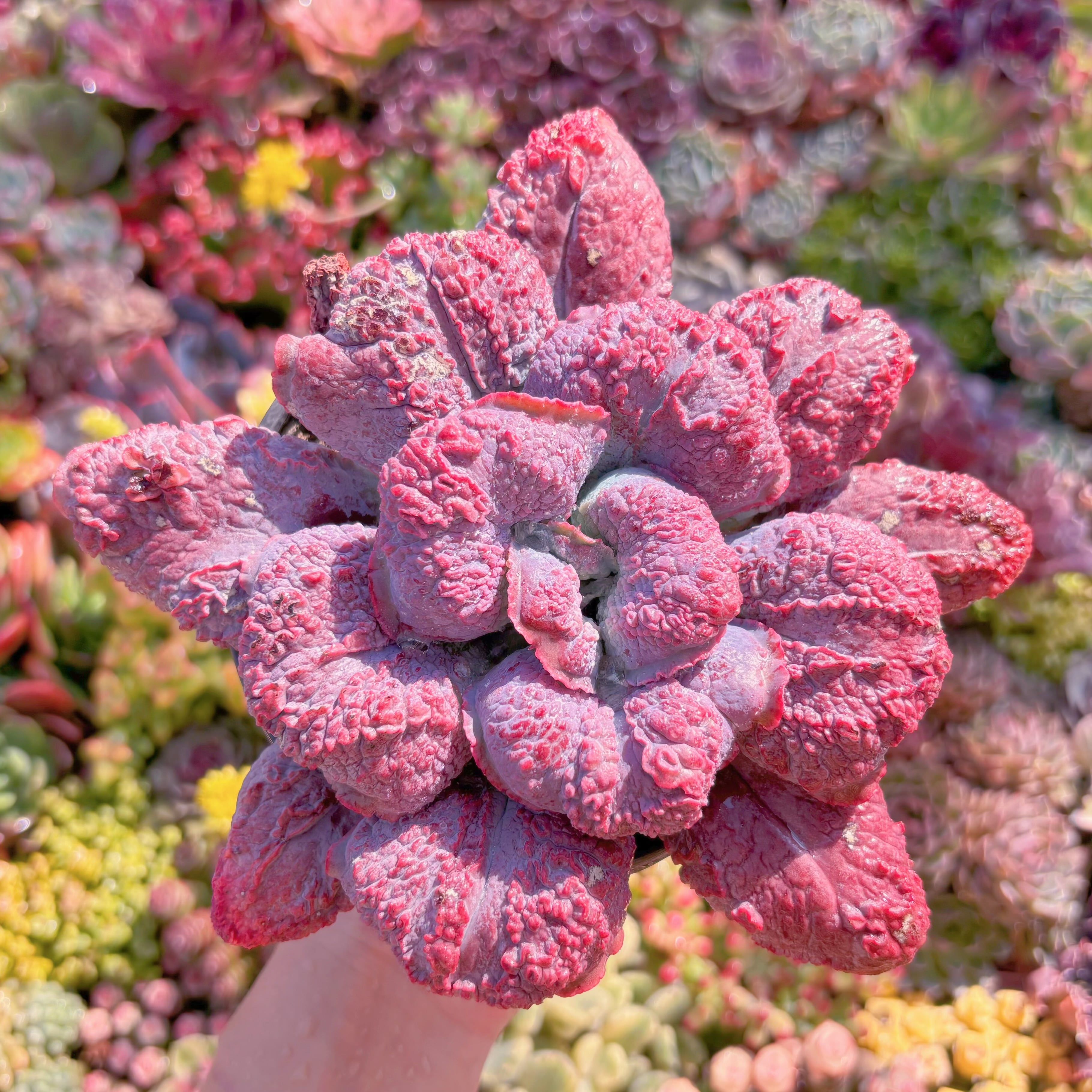 現品　Baron Bold#M015　特大苗　るる農園