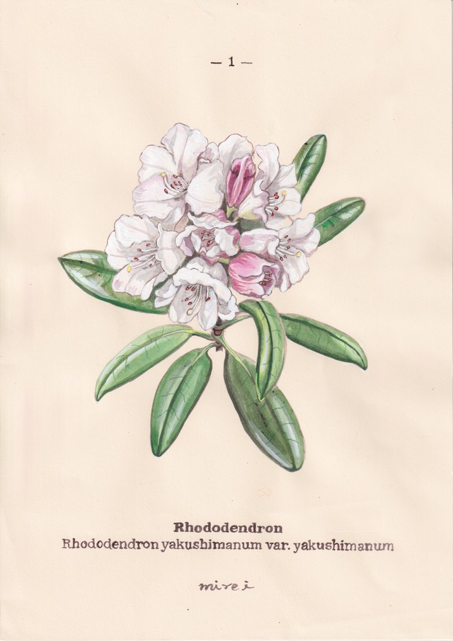 5th Anniversary book "FLOWER OF THE MOUNTAIN"