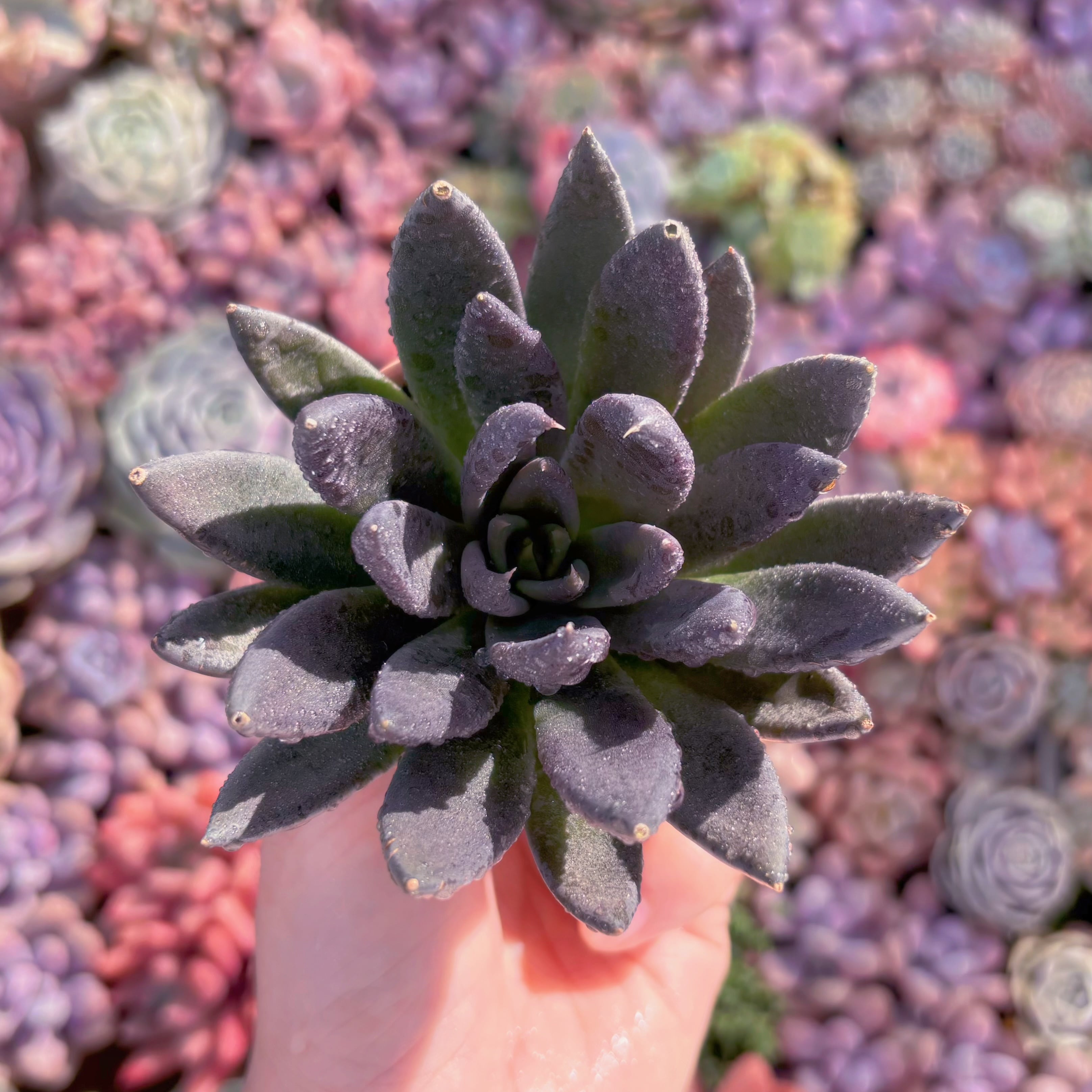 多肉植物　ブラックナイト　新入荷　るる農園