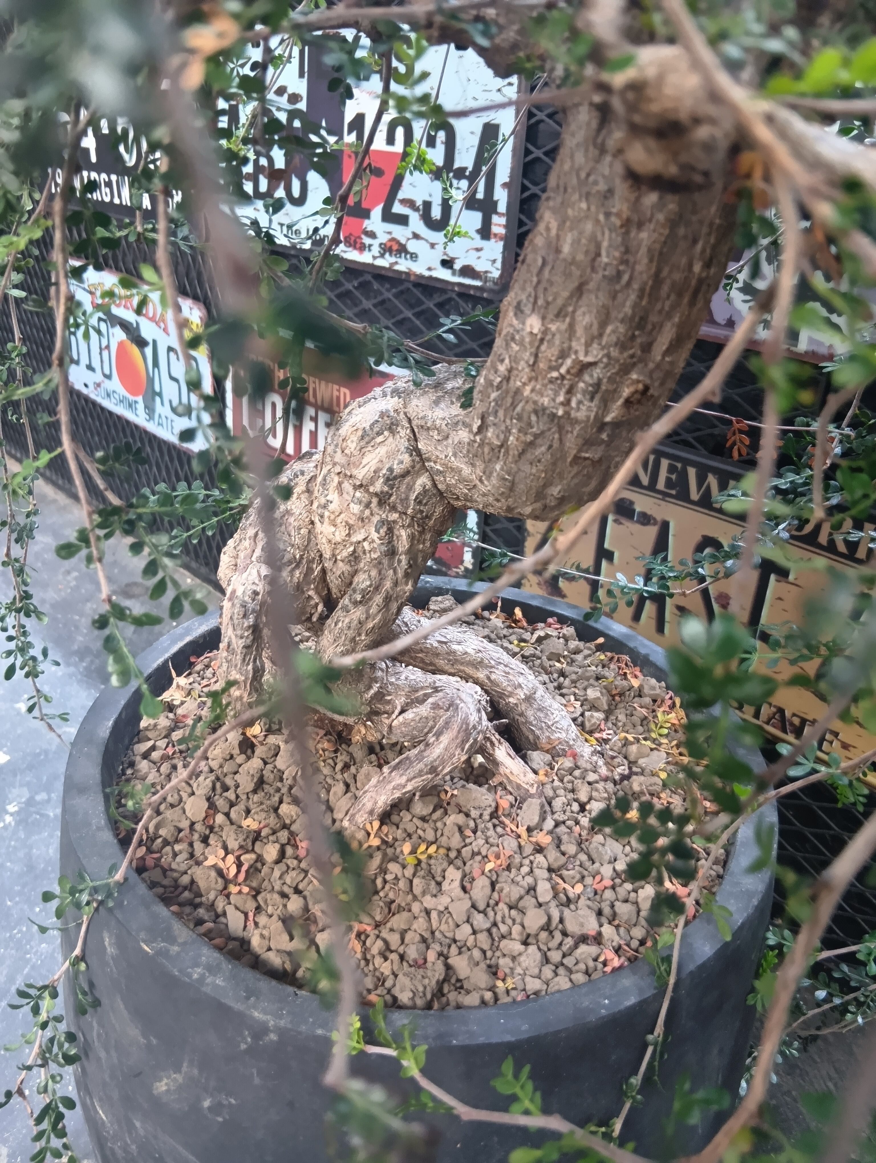 大株 オペルクリカリア デカリー 盆栽 | Buenaplant