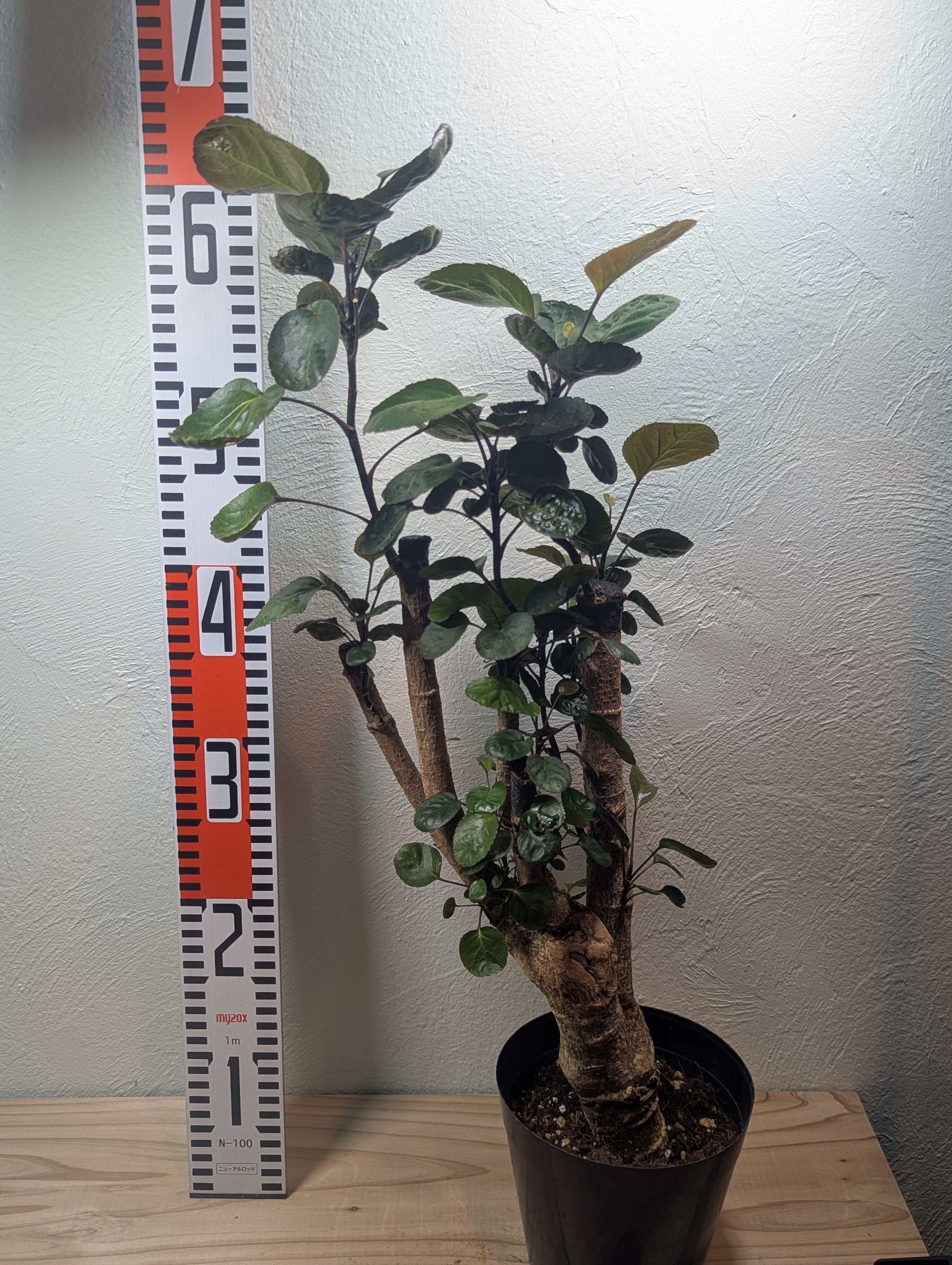 希少】アデニウム・アラビカム モンスター5号 ④ | GREEN Road 植物と