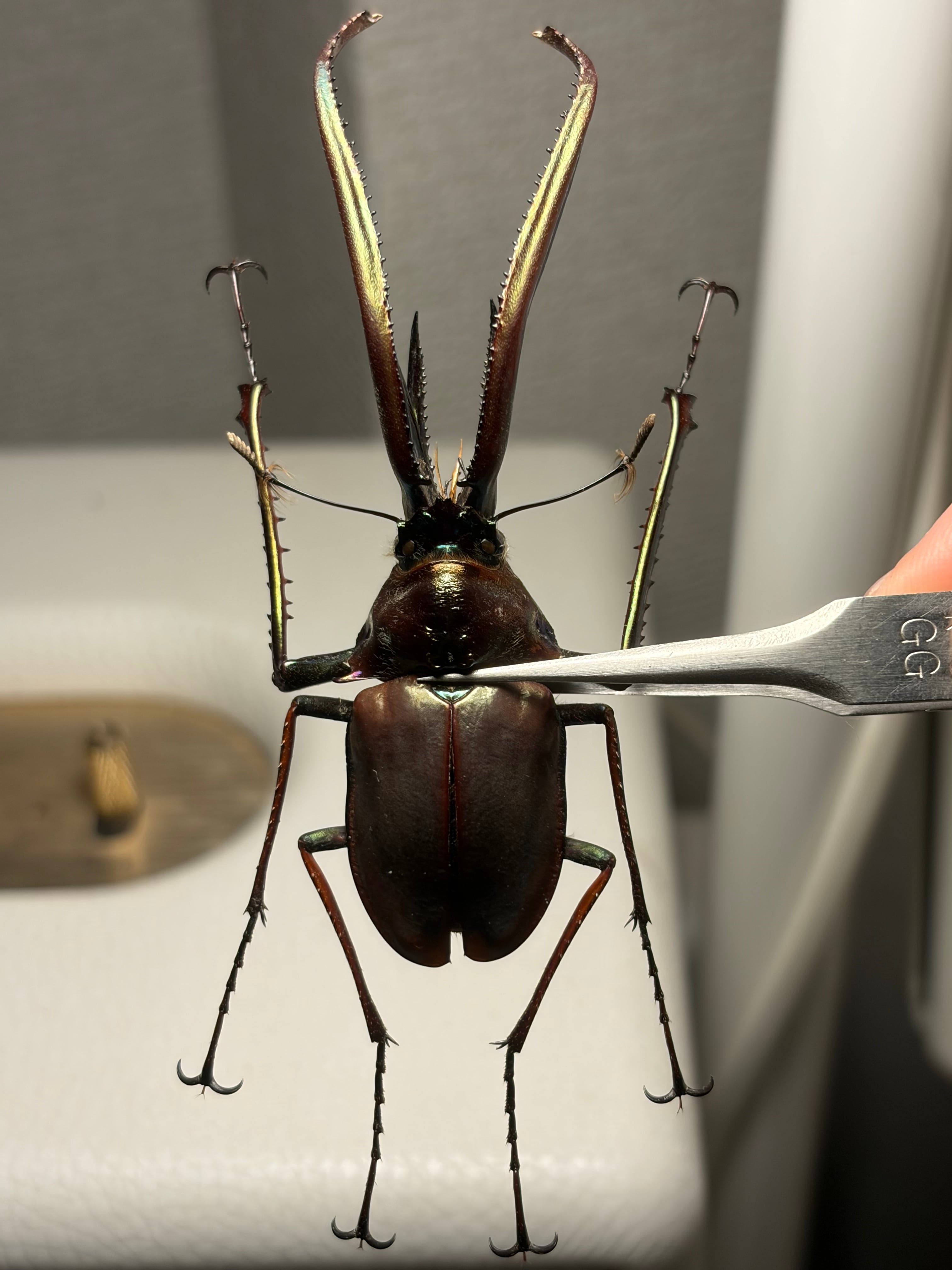 86mm】チリクワガタ メタリフェルホソアカクワガタ Wild 昆虫標本