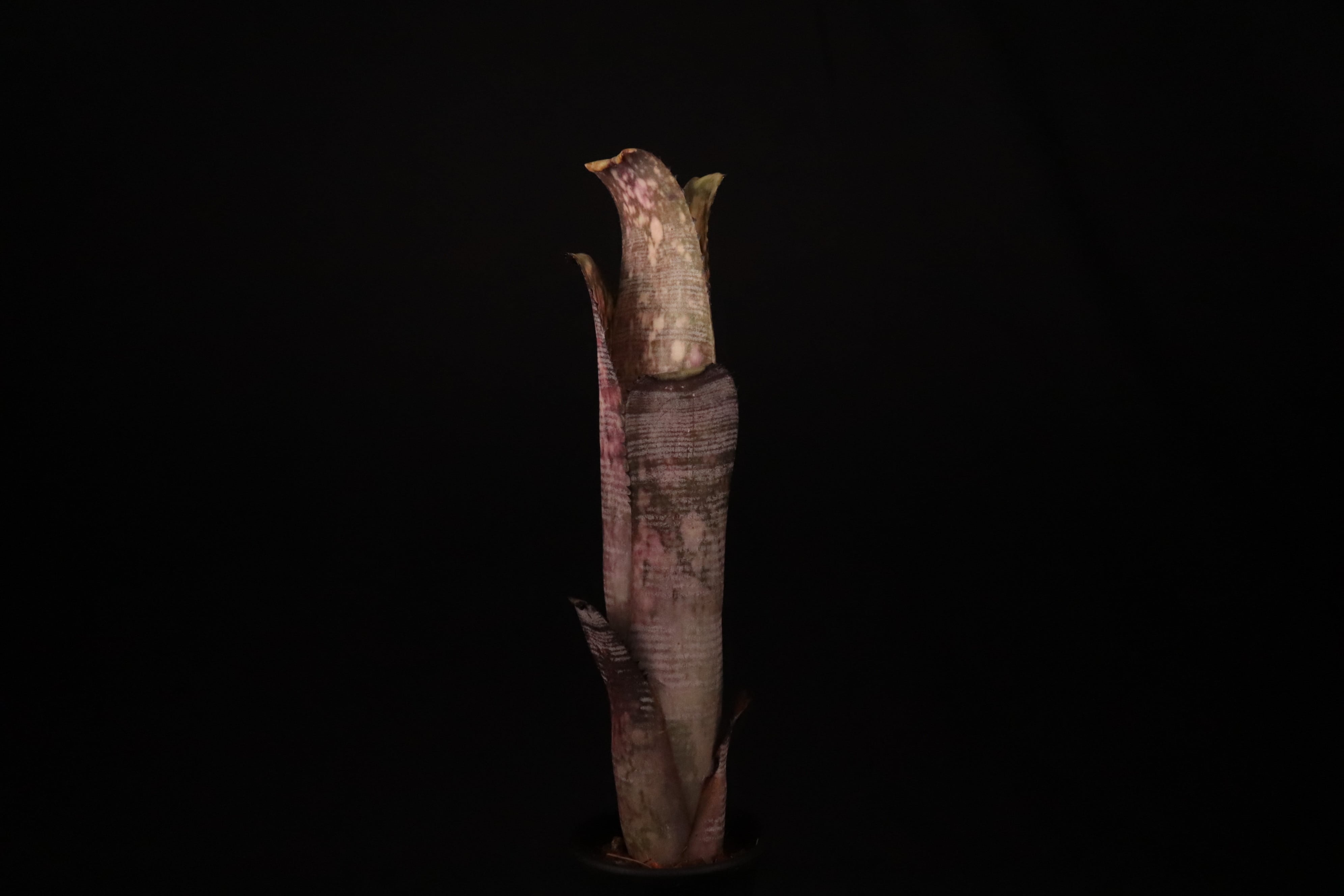 送料無料】Billbergia 'Kolan Mable Shark'〔ビルベルギア〕現品発送