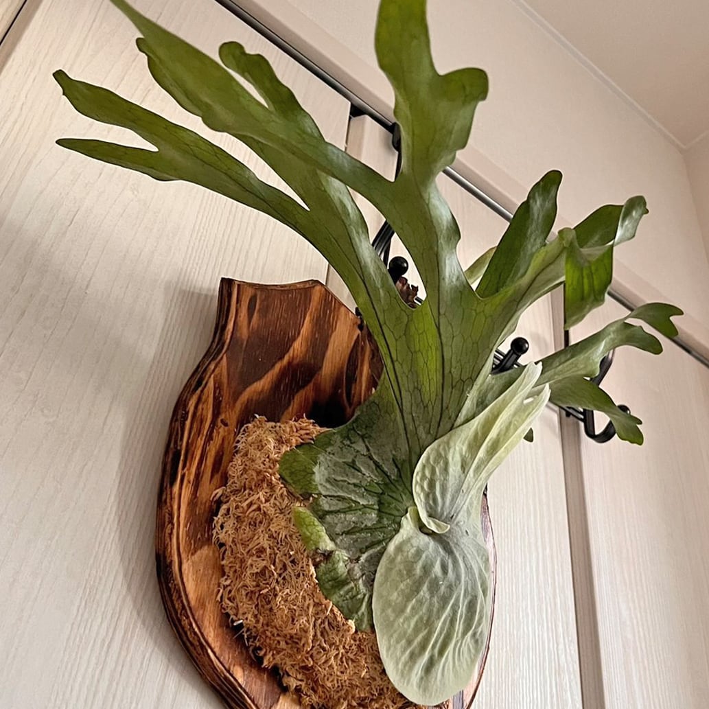 ビカクシダ グランデ 板付 【観葉植物 壁掛け コウモリラン