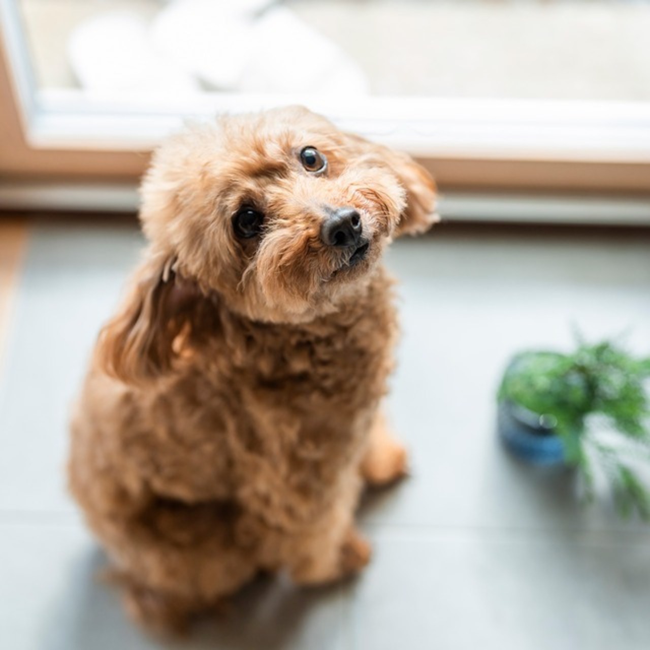 わんこのお好み焼き【010201】