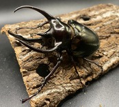 【WD】《イフガオアトラス 80mmUP ペア》