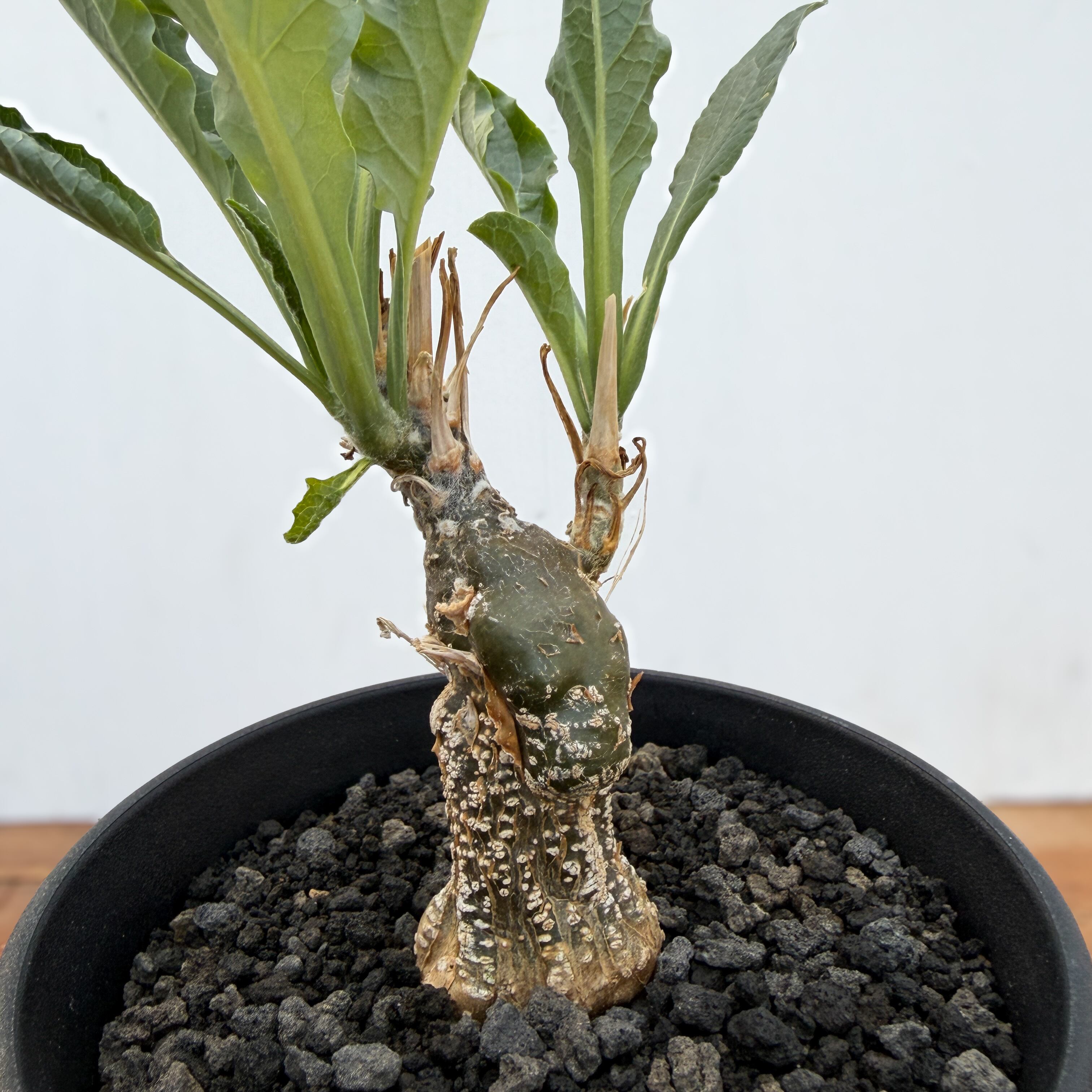 Cephalopentandra ecirrhosa【ケファロペンタンドラ・エキローサ