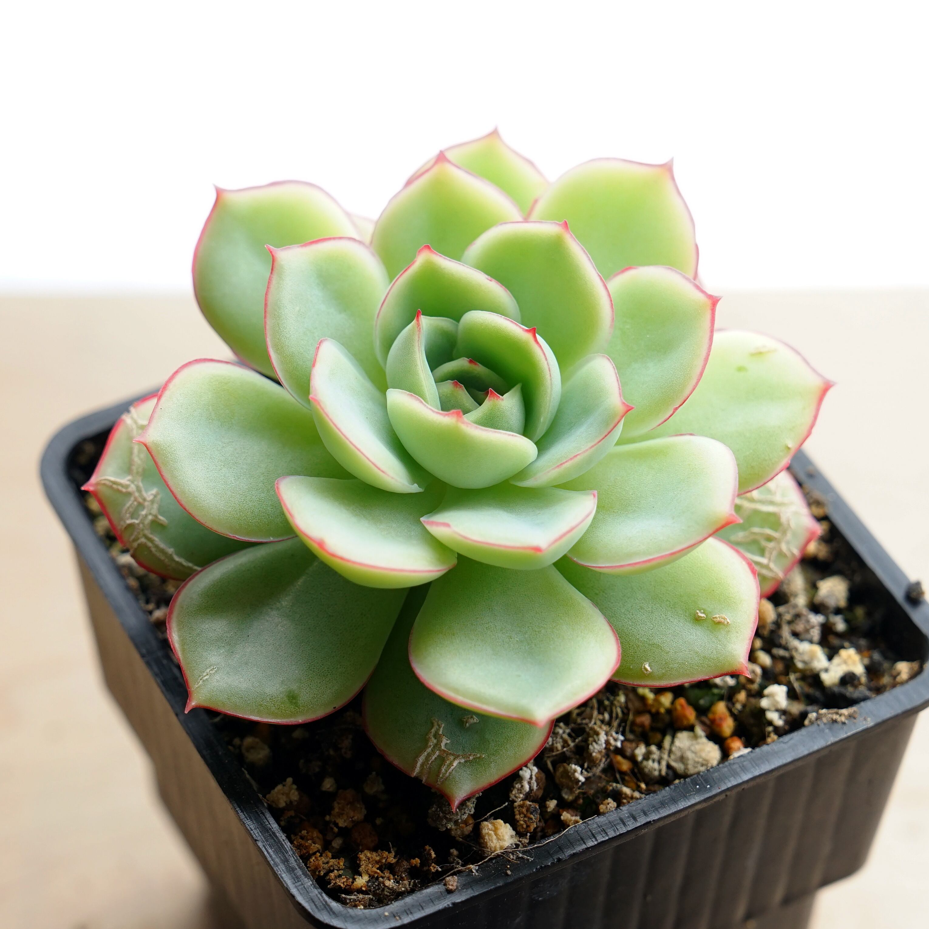 ☆サボテン・多肉植物☆877☆黒牡丹 実生 Ariocarpus kotschoubeyanus