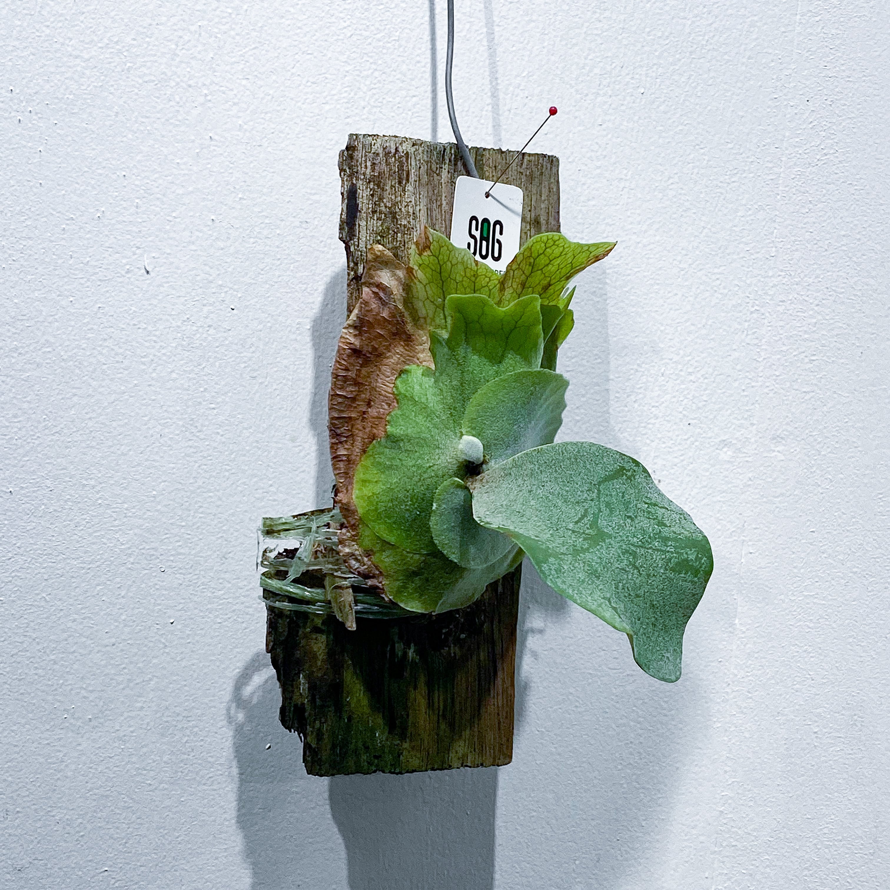 植物ビカクシダ  ウィリンキー ボゴール（胞子培養株）