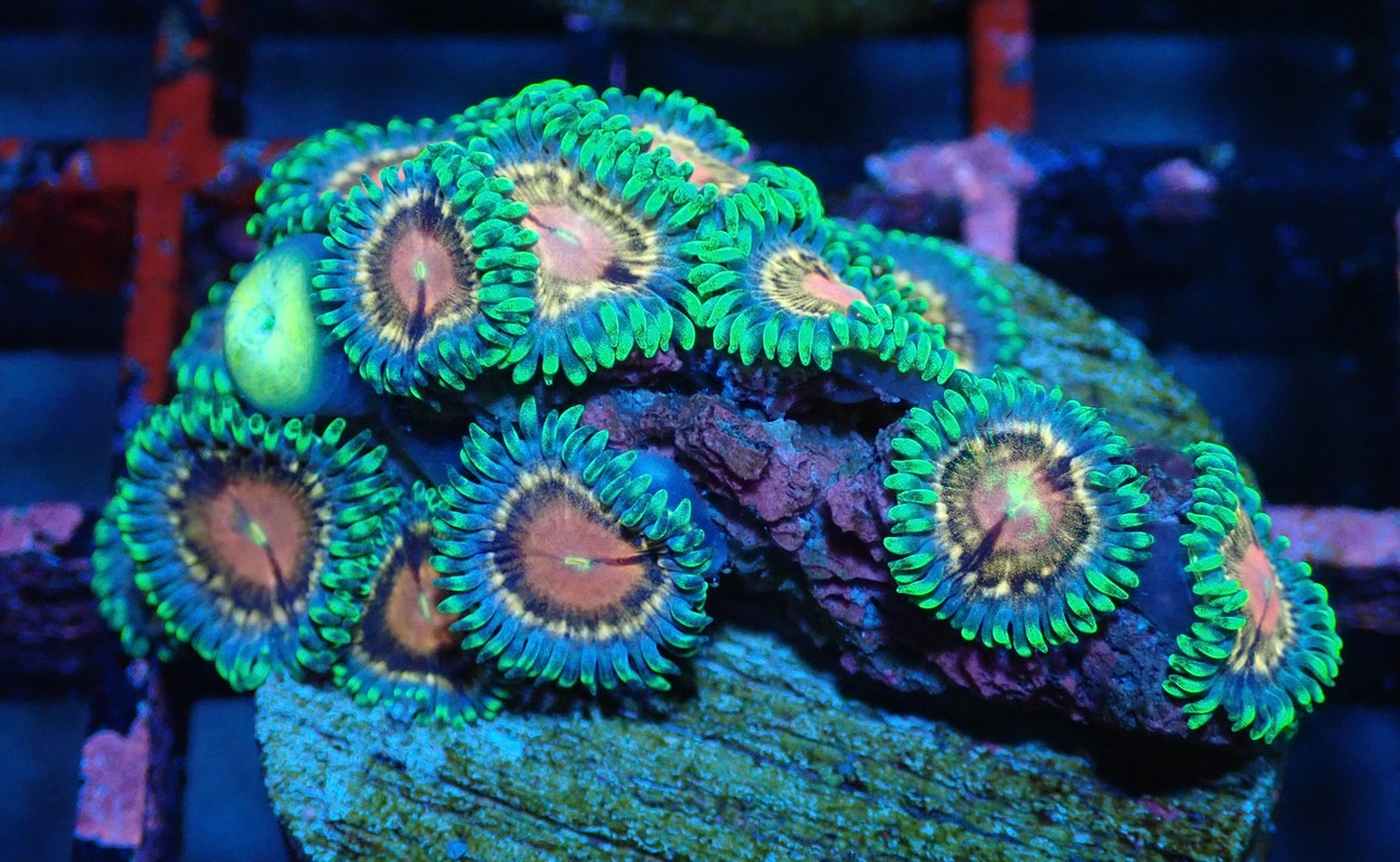 【現地買付】Zoanthas 2