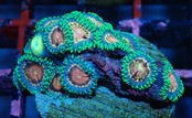 【現地買付】Zoanthas 2
