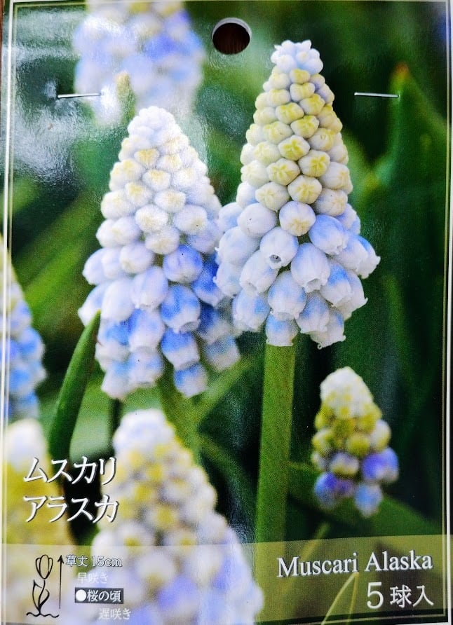 球根】ムスカリ ミックス 10球 ピンク 白 青 薄青 子株付き 球根