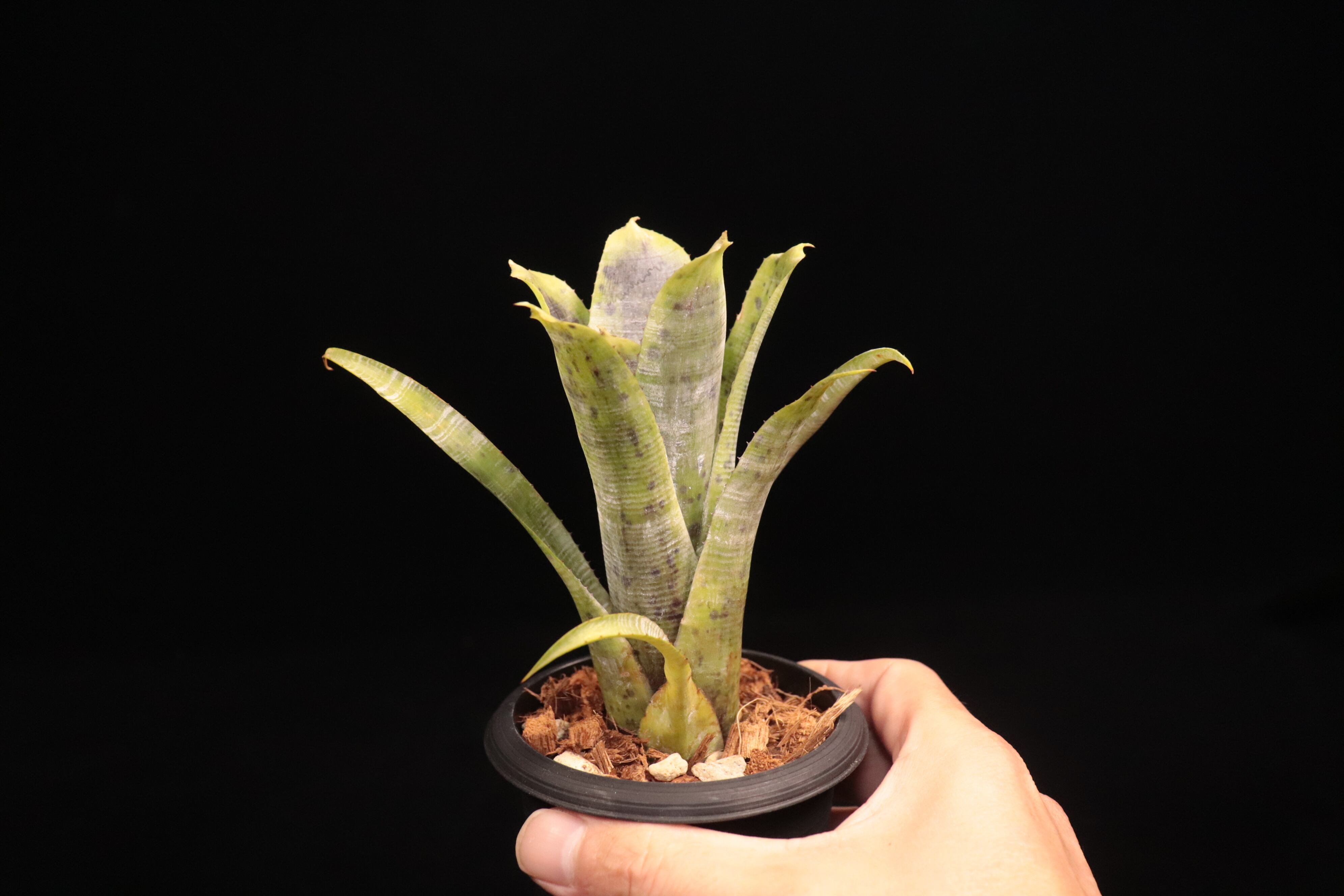 Neoregelia pauciflora (scurfy clone)〔ネオレゲリア〕N683 | plane