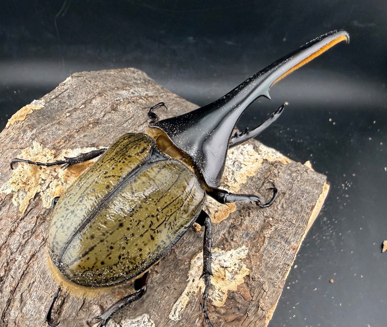 《ヘラクレス・ヘラクレス 優良血統 140mm ペア》