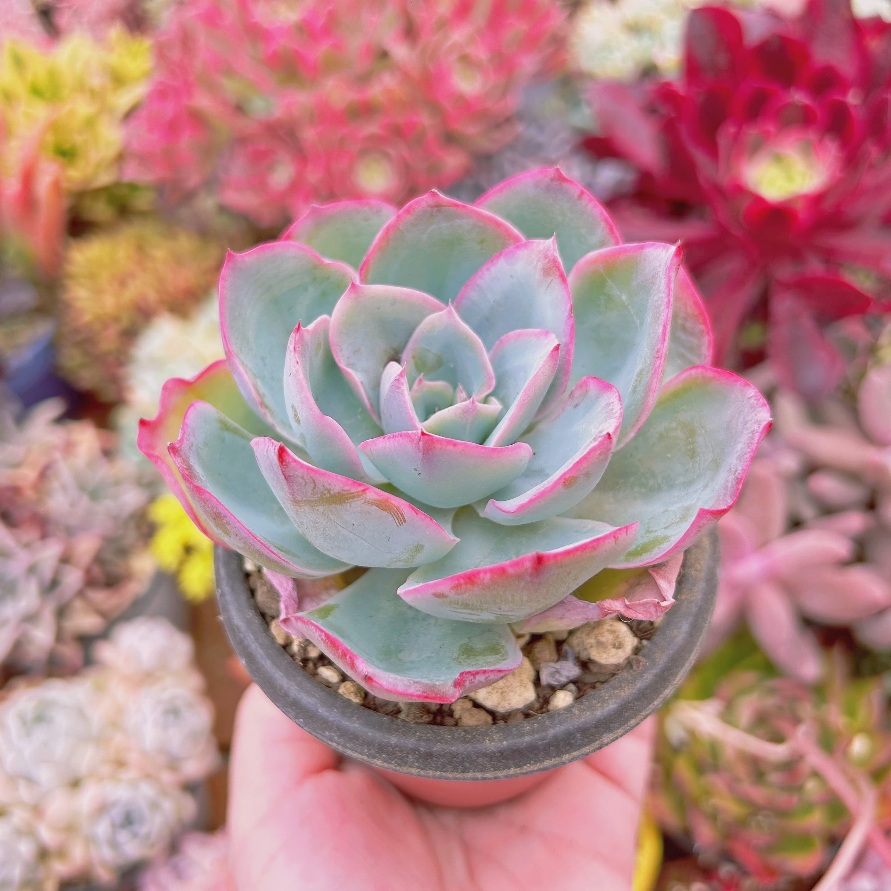 多肉植物 Echeveria ネオンライト 特大 | るる農園~多肉植物専門