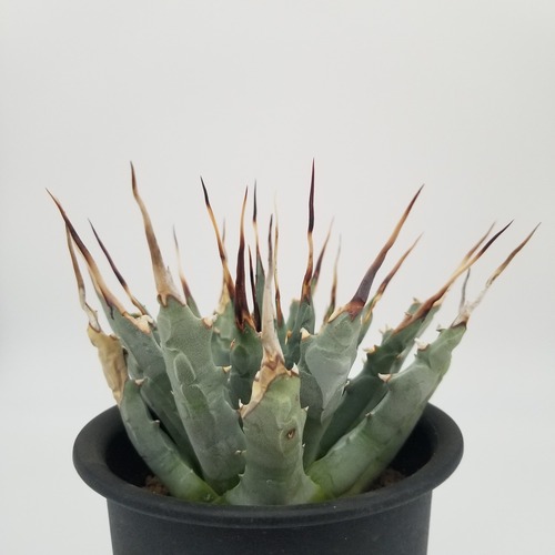 Agave uthaensis v.nevadensis