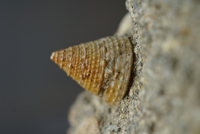 イタリア産巻貝化石 Tectus semilaevigatus 1025