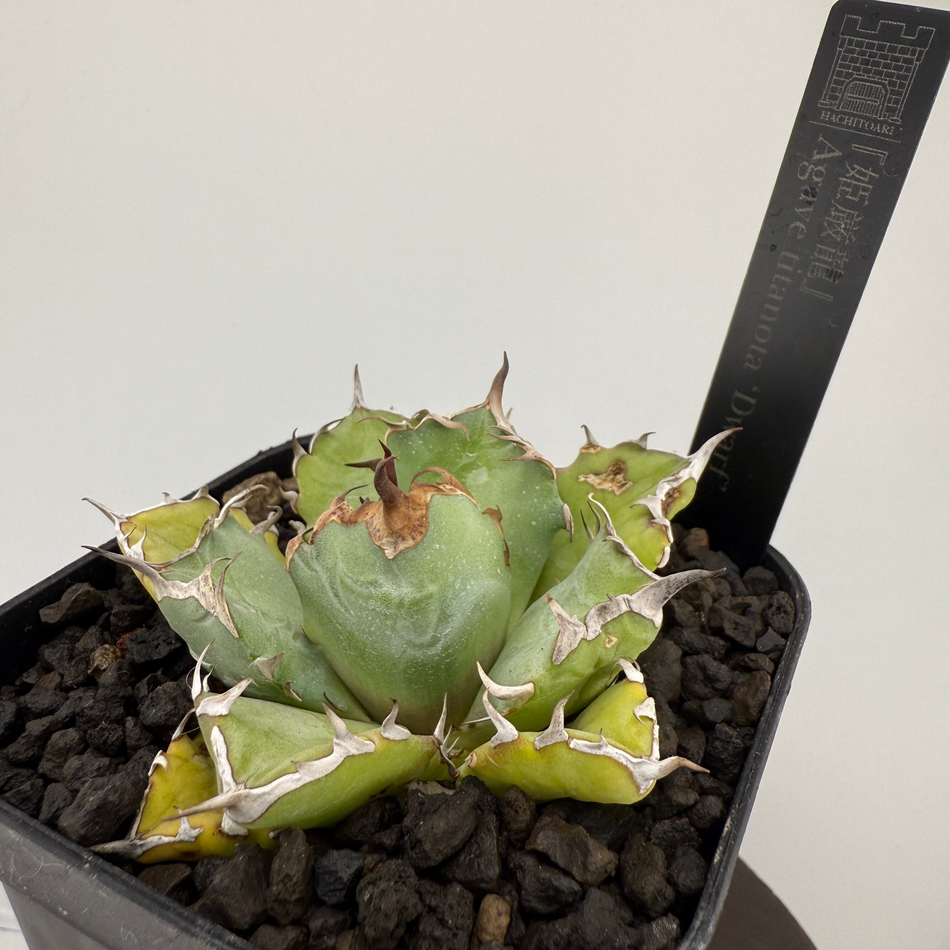 No.05 姫厳竜 Agave titanota