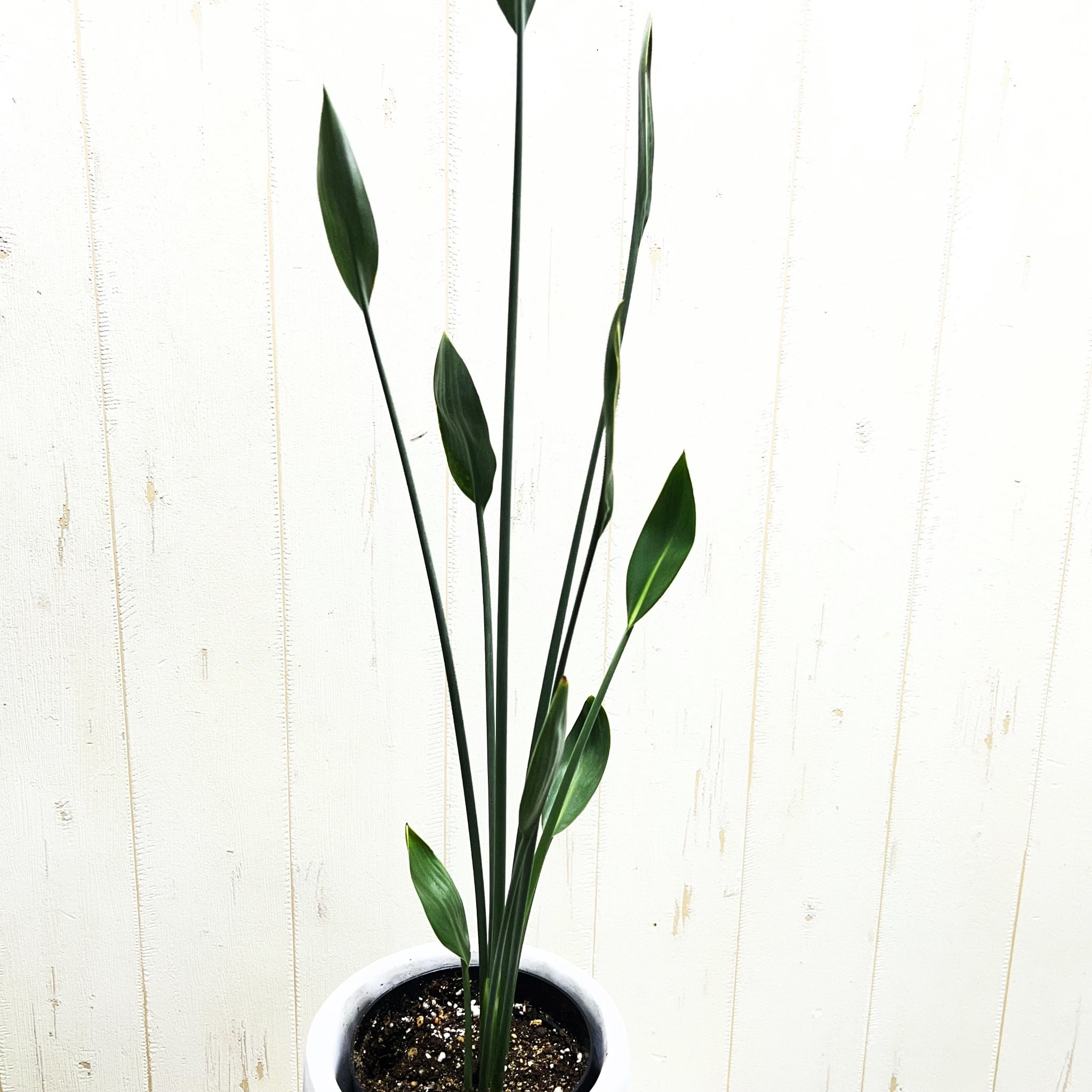ストレリチア ユンケア ノンリーフ セメント鉢植え 受け皿付き