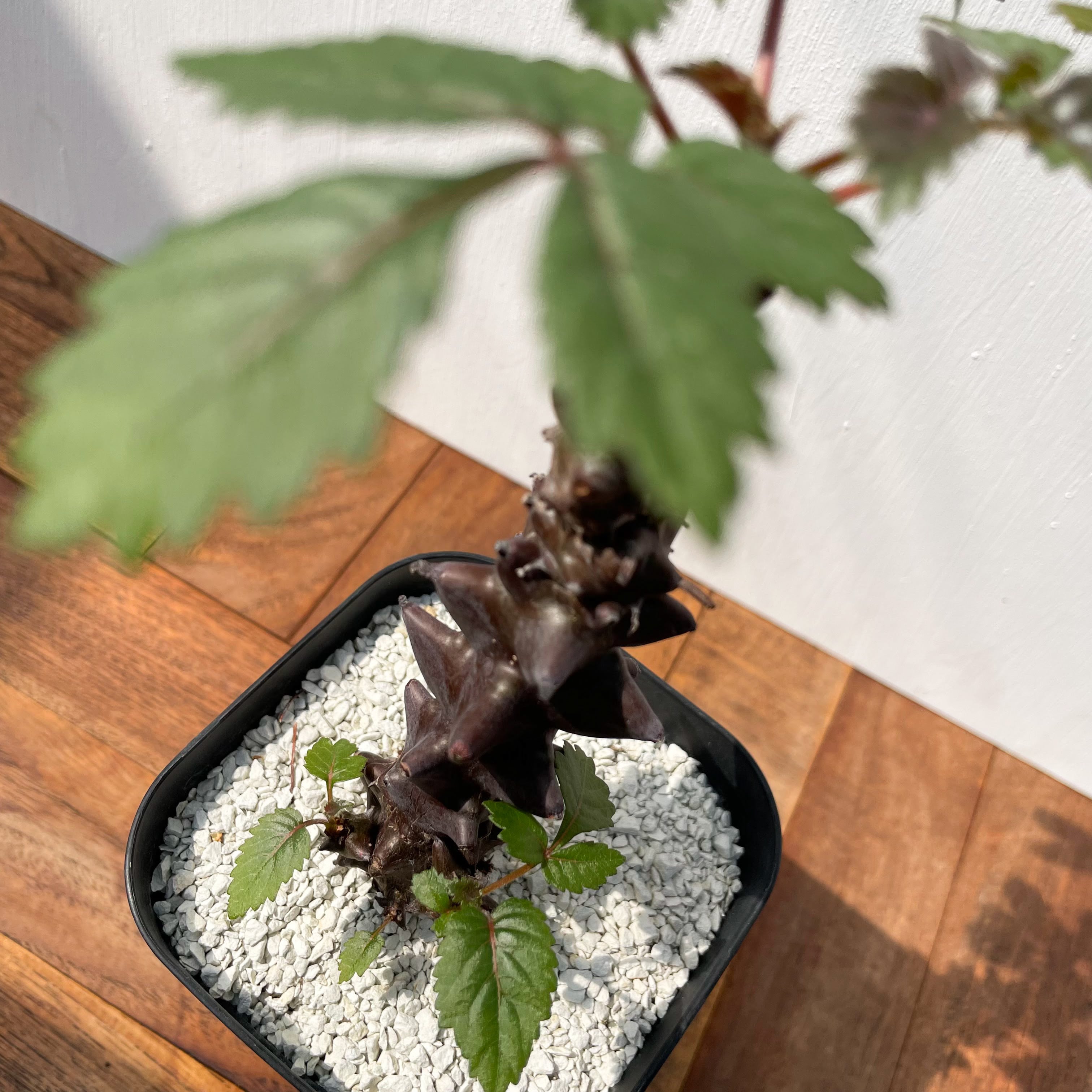 ベイセリア メキシカーナ Beiselia mexicana 2021/8/20播種