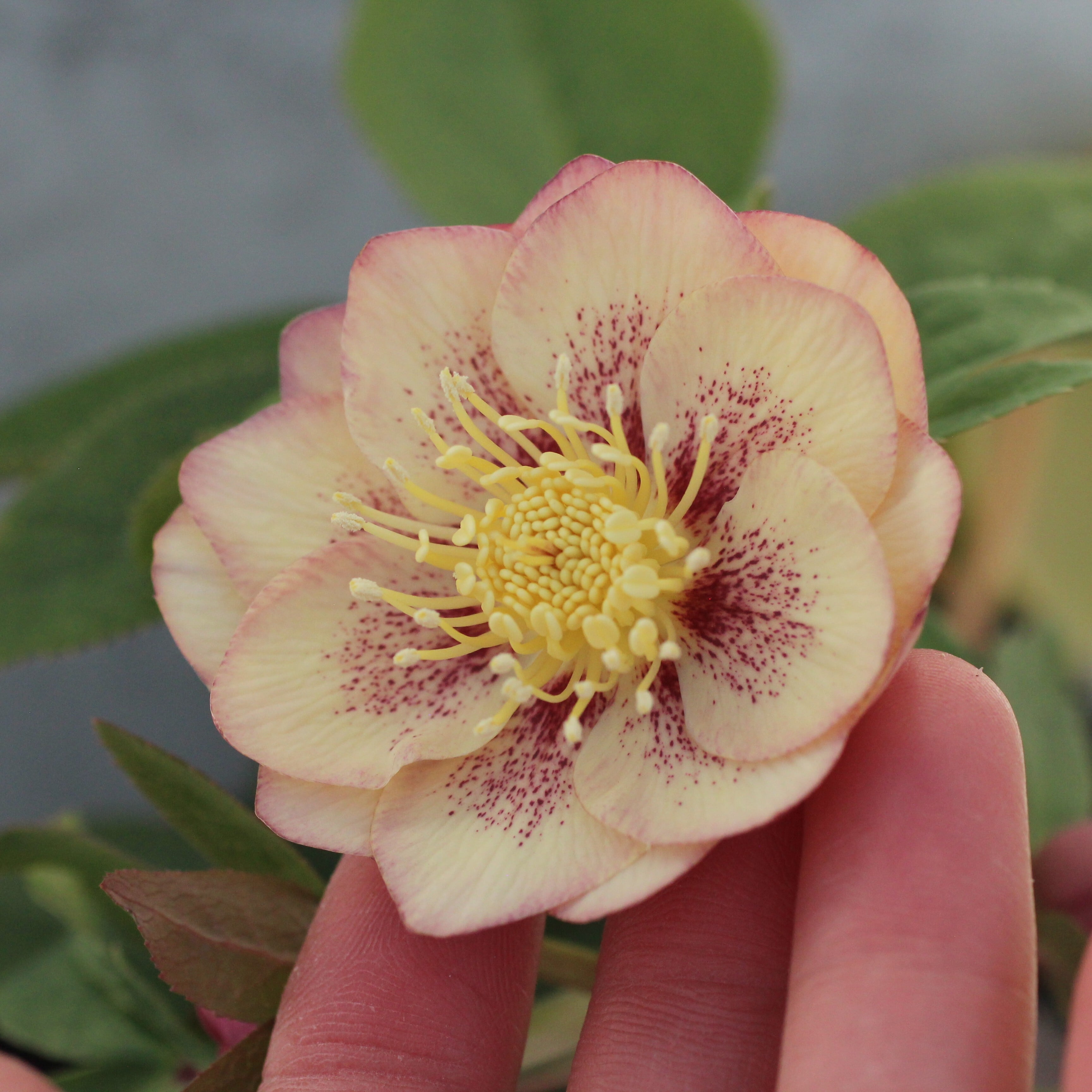 WS26-086 クリスマスローズ ウィンターシンフォニー オーレア系