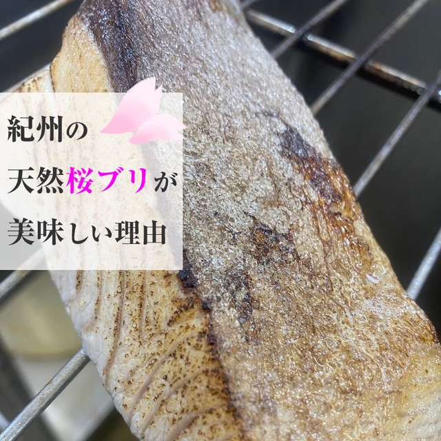 紀州 天然 桜鰤 ぶり ブリ 丸ごと1本 10kg 血抜き済 天然鰤 ぶりしゃぶ 刺身 タタキ 鮮魚