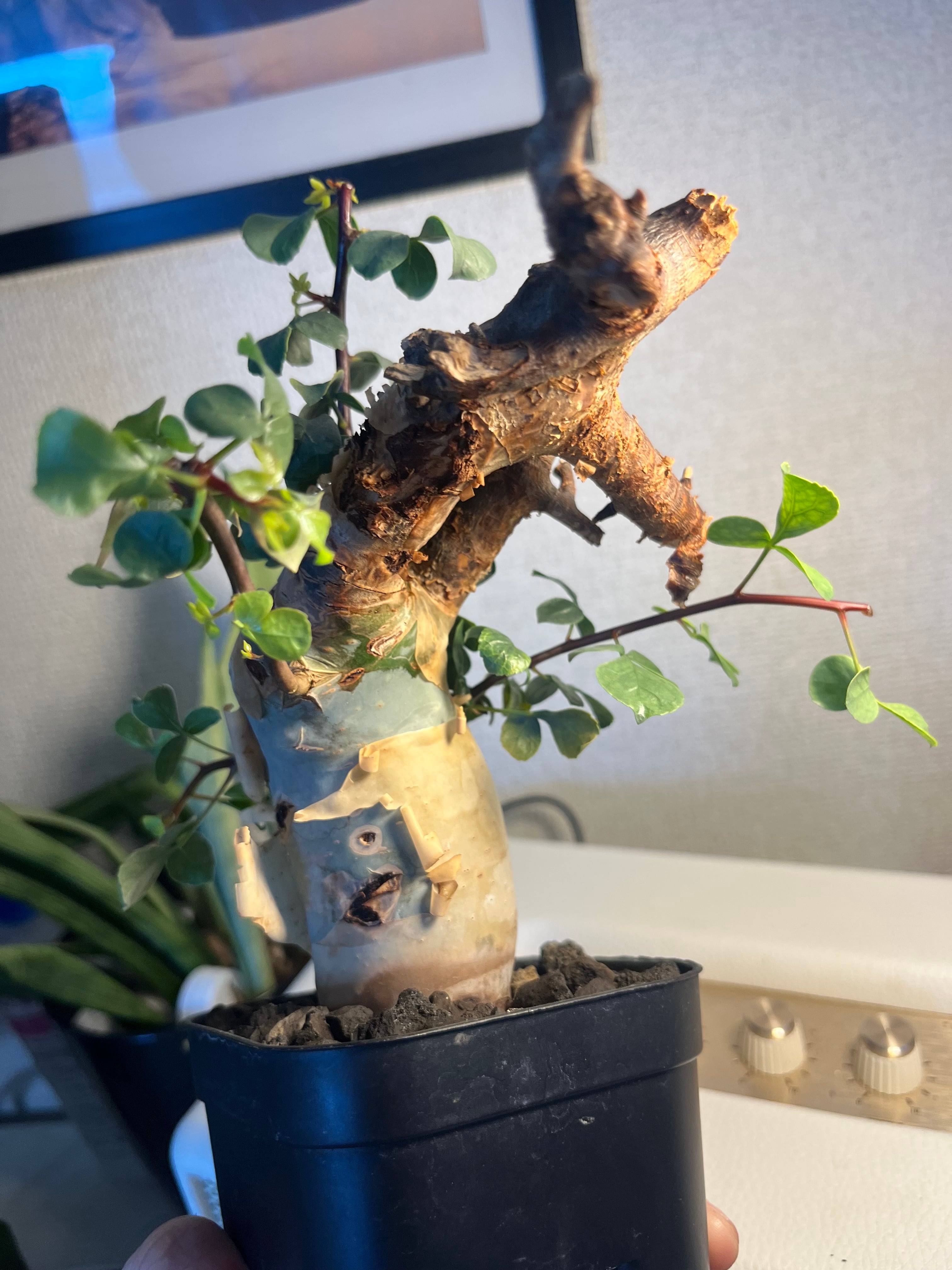 コミフォラ カタフ ピュアソマリア Commiphora グラキリス パキプス 発