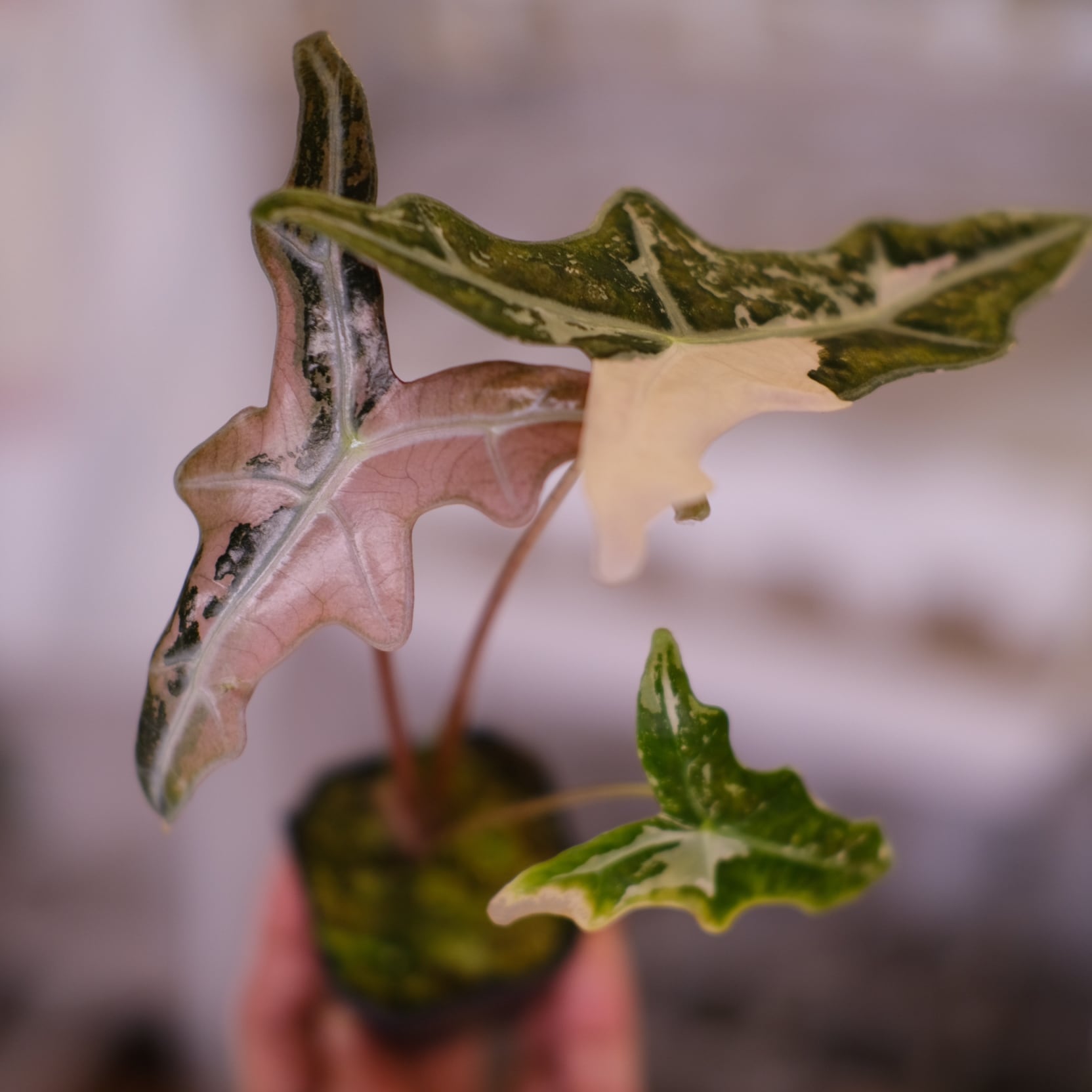 Alocasia Nobillis Pink K│アロカシア・ノビリス・ピンク② Alocasia Nobillis Pink