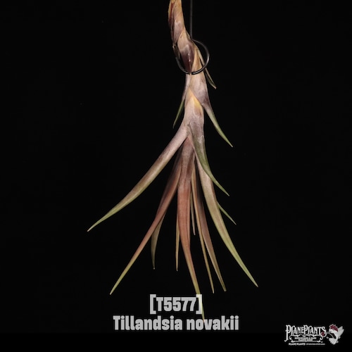 【送料無料】novakii〔エアプランツ〕現品発送T5577