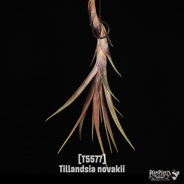 【送料無料】novakii〔エアプランツ〕現品発送T5184