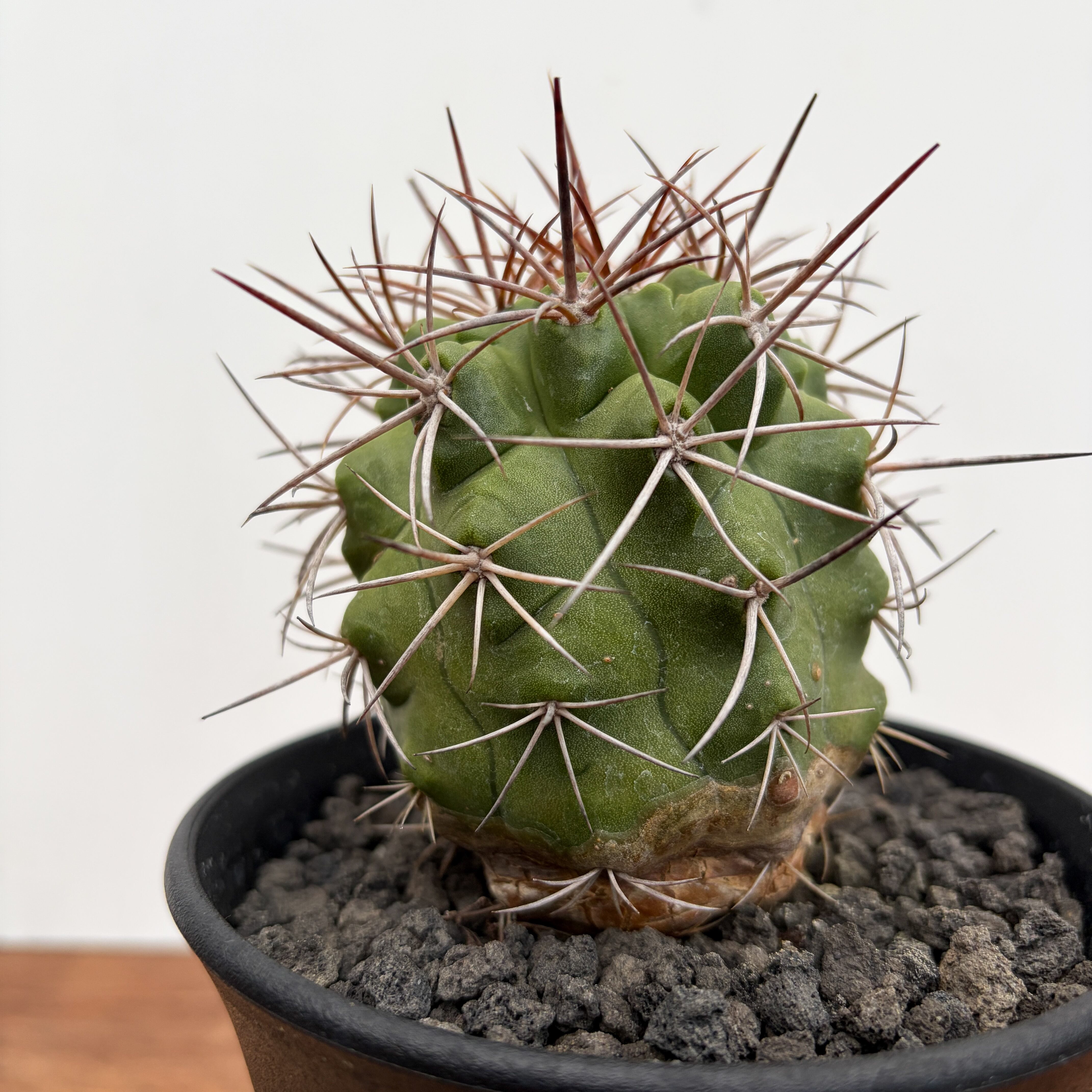 Copiapoa アルティコスタータ　実生株 Copiapoa alticostata【コピアポア・アルチコスタータ・実生