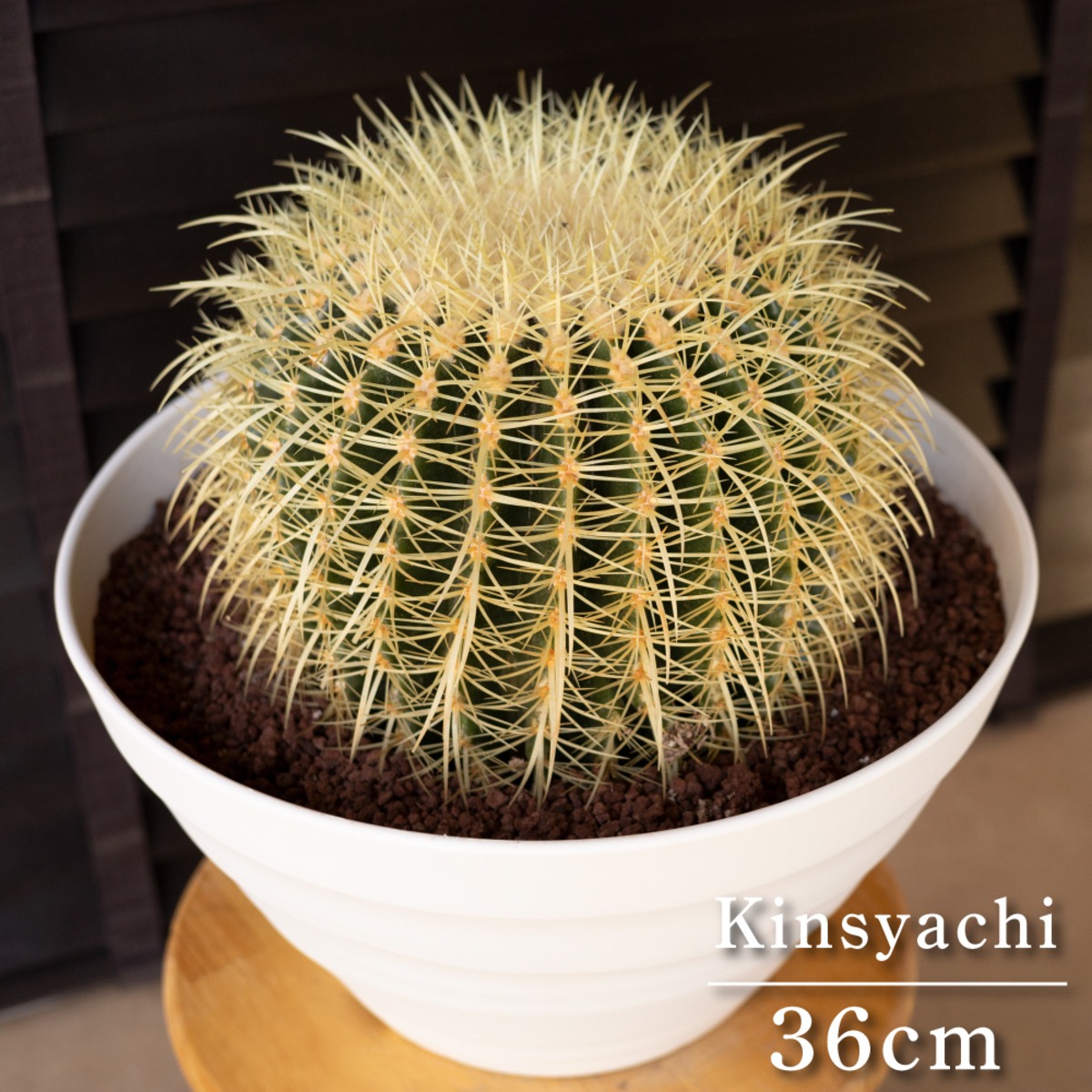 36cm】金鯱 サボテン 特大 12号 発根済 ドライガーデン 金シャチ  