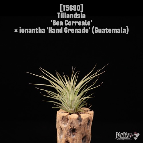【送料無料】'Bea Correale' × 'Hand Grenade' (Guatemala) 〔エアプランツ〕現品発送T5690