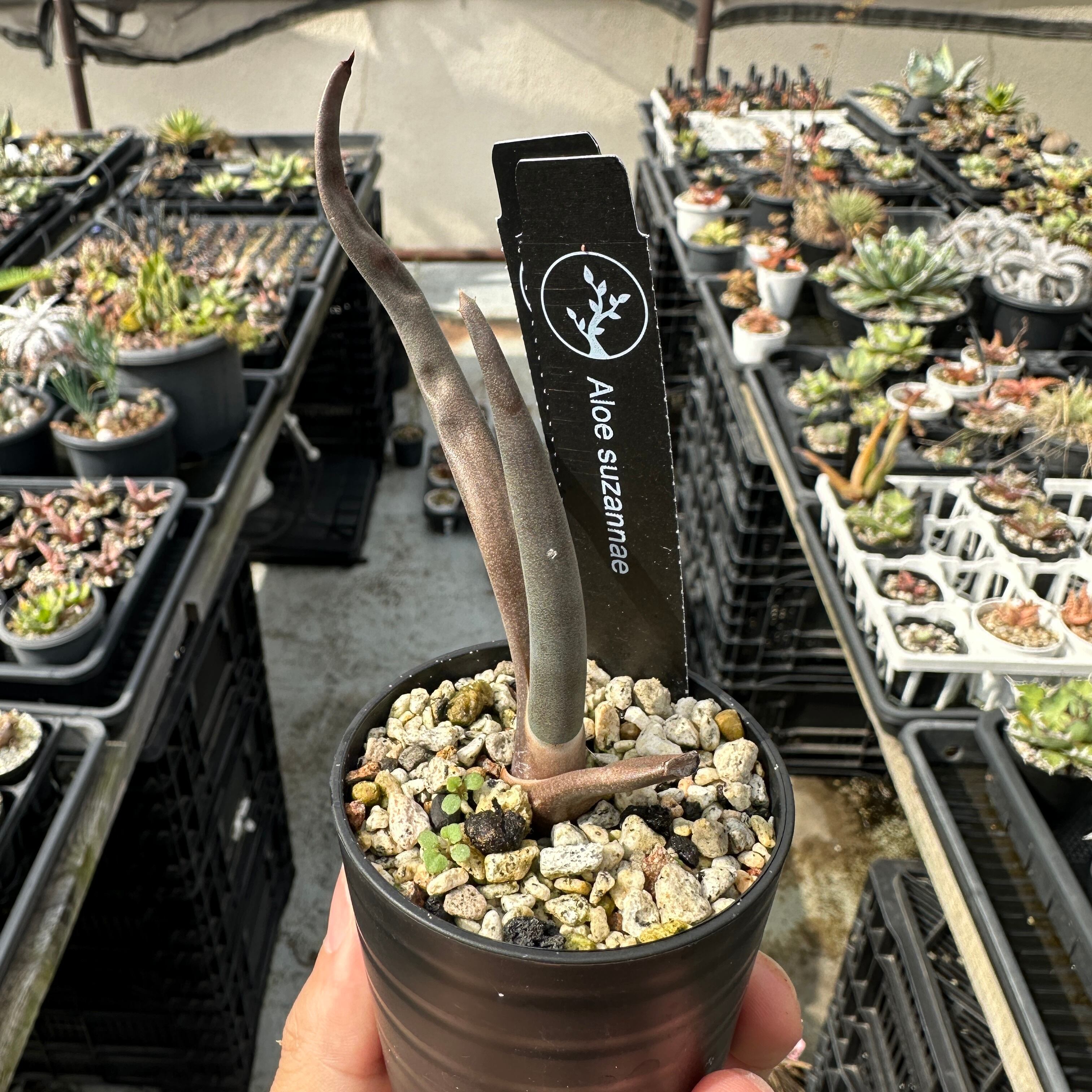 Aloe suzannaeアロエスザンナエ国内実生株