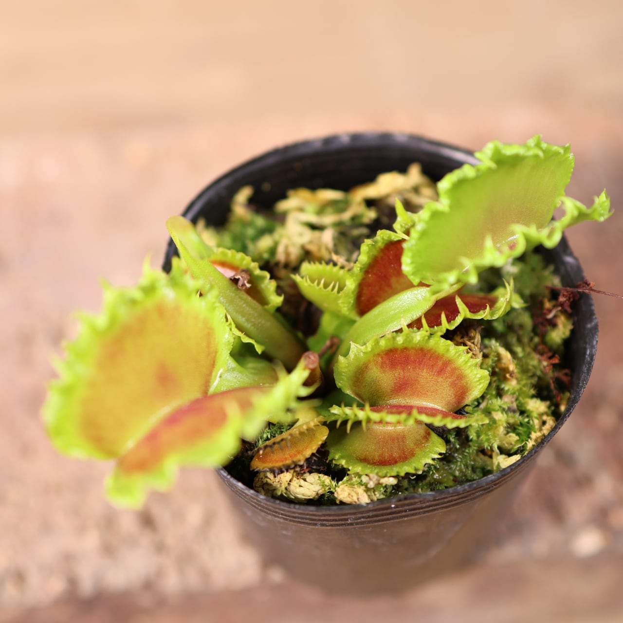 681『ハエトリソウ Dionaea muscipula 'dumpling 』 観葉植物【送料