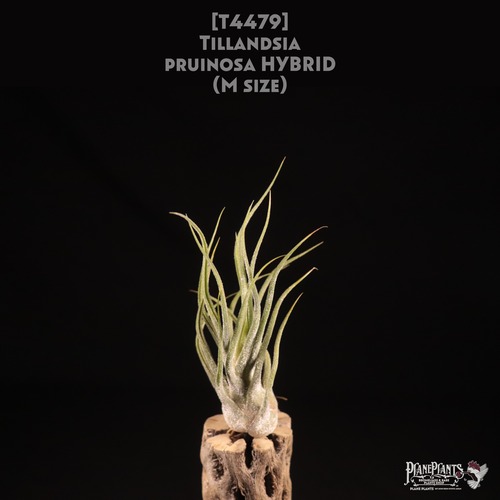 【送料無料】pruinosa Hybrid〔エアプランツ〕現品発送T4479