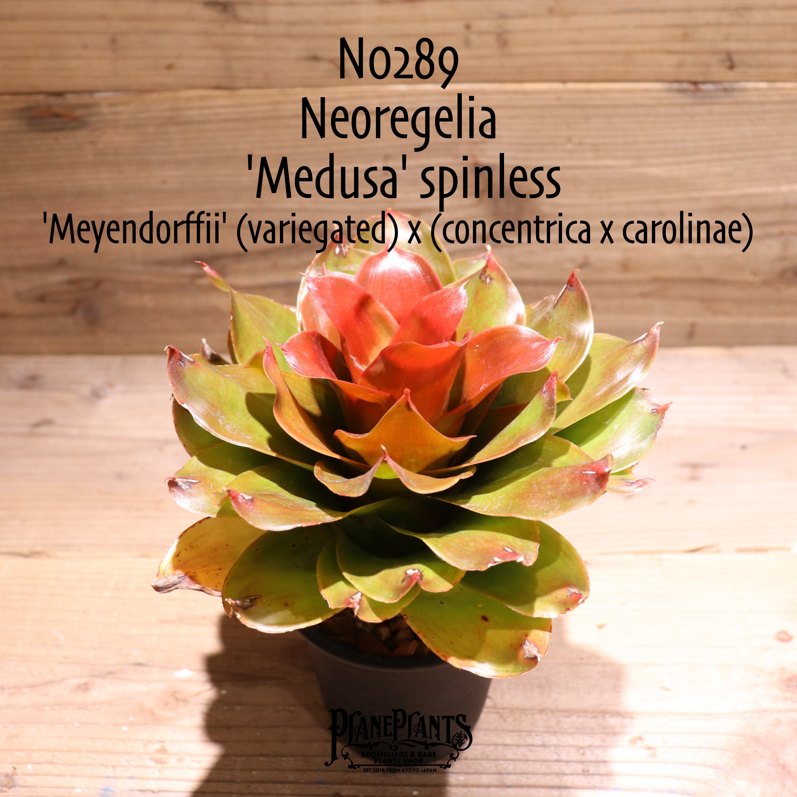 送料無料】Neoregelia 'Medusa' spinless〔ネオレゲリア〕現品発送