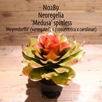 【送料無料】Neoregelia 'Medusa' spinless〔ネオレゲリア〕現品発送N0289