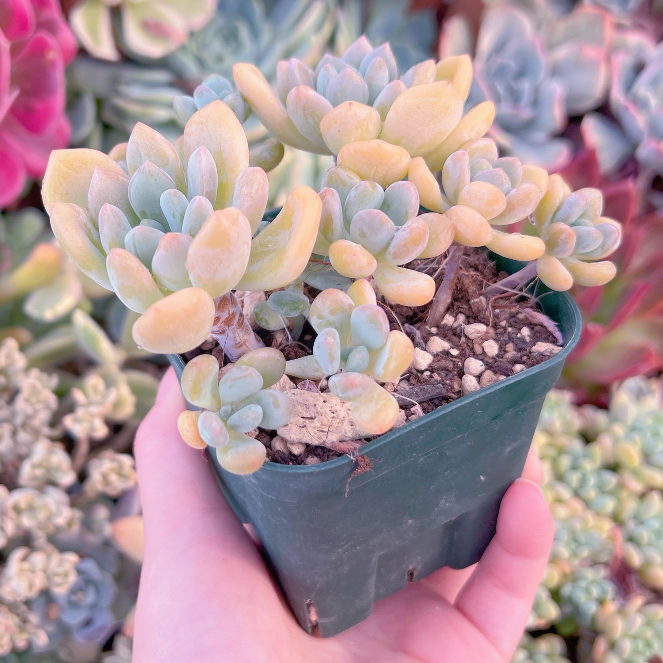 現品　ラブリーディア#F062　るる農園