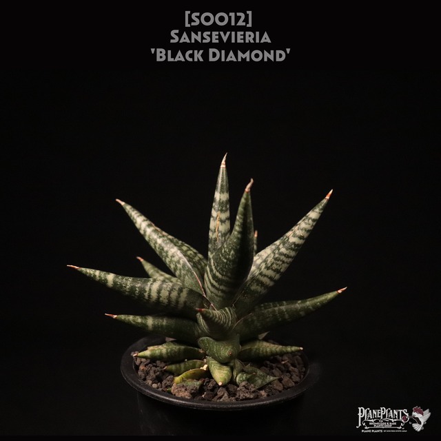 【送料無料】Sansevieria 'Fatman'〔サンセベリア〕現品発送S0014