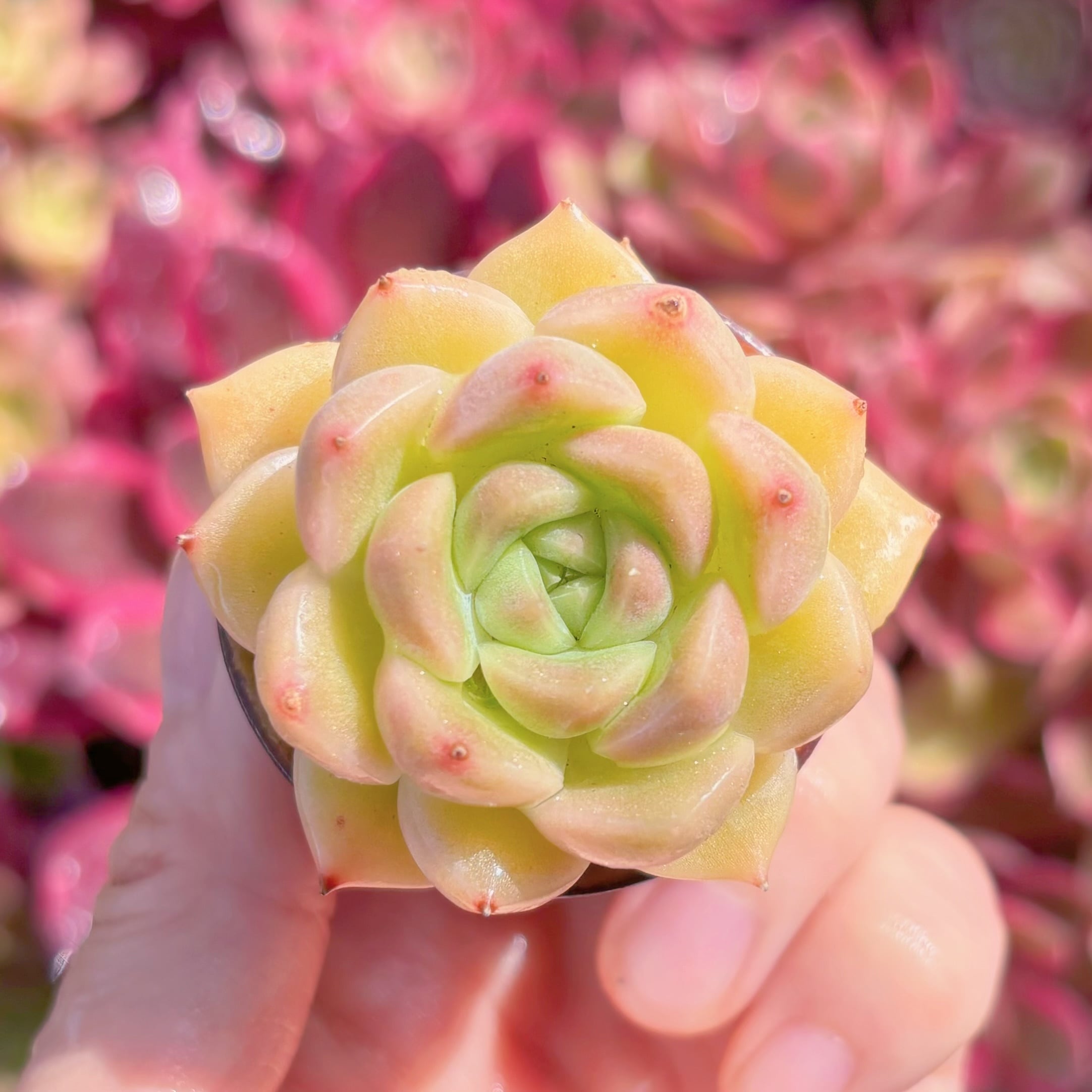 多肉植物　マルガン・イエロー　新入荷　るる農園