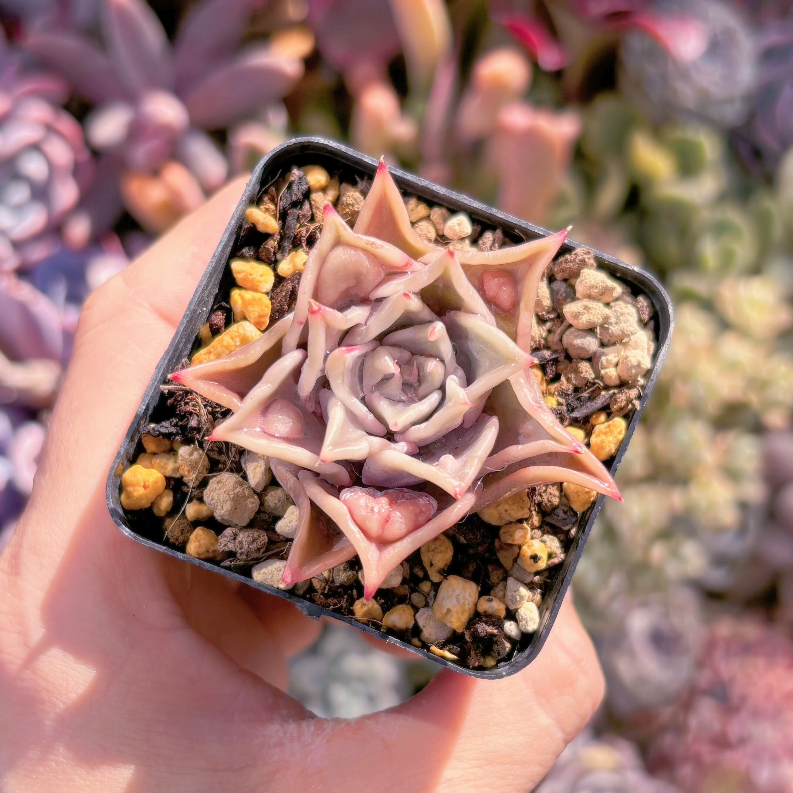 現品　コブマディバ#652　るる農園