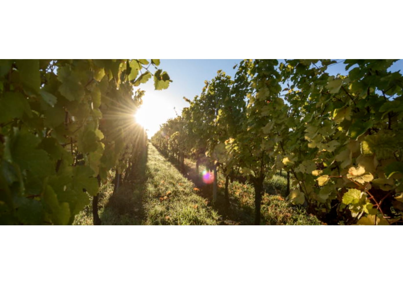 【ドメーヌ・アルベール・マン】 アルザス ピノ・グリ キュヴェ・アルベール 2019