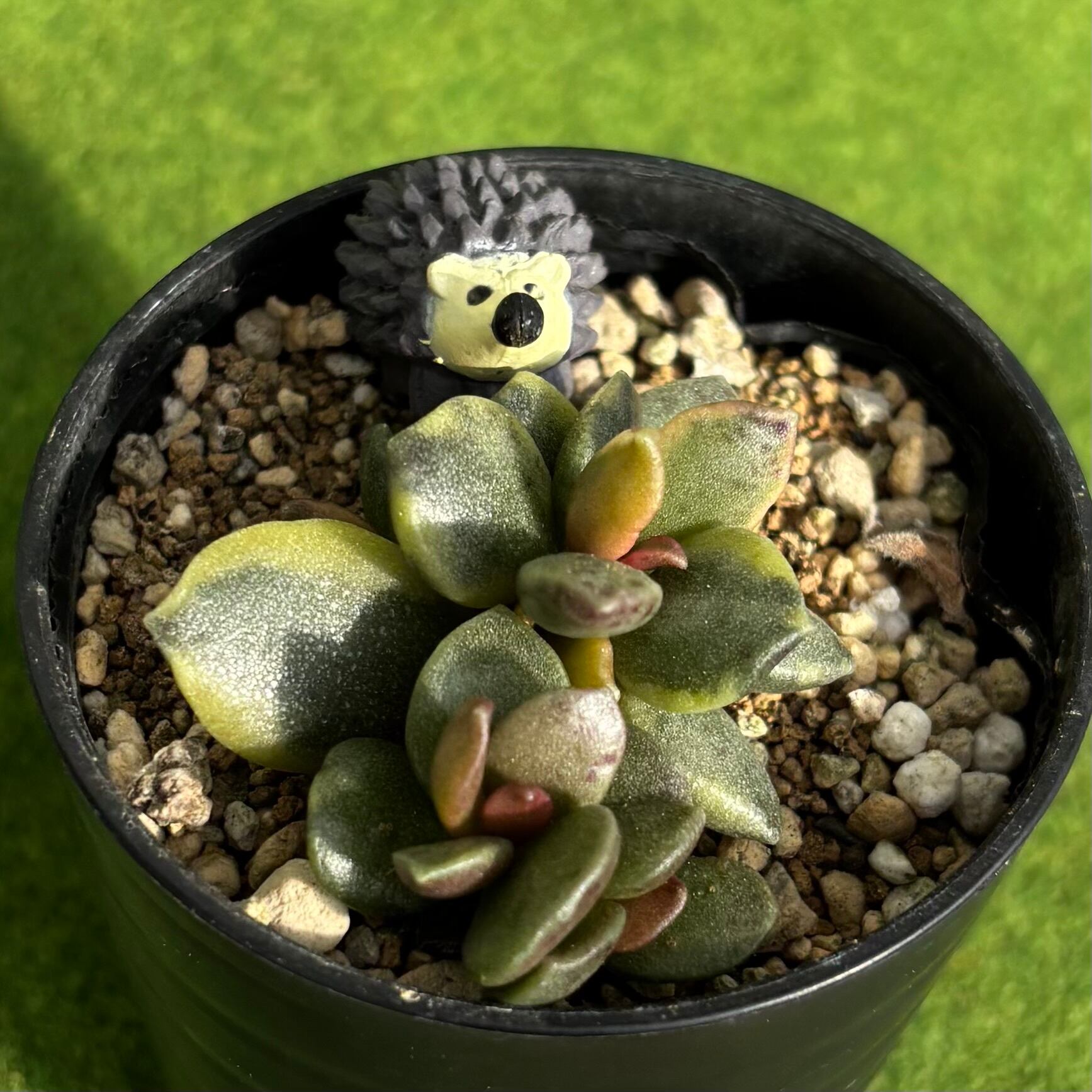 斑入り | 多肉植物 豆彦商店